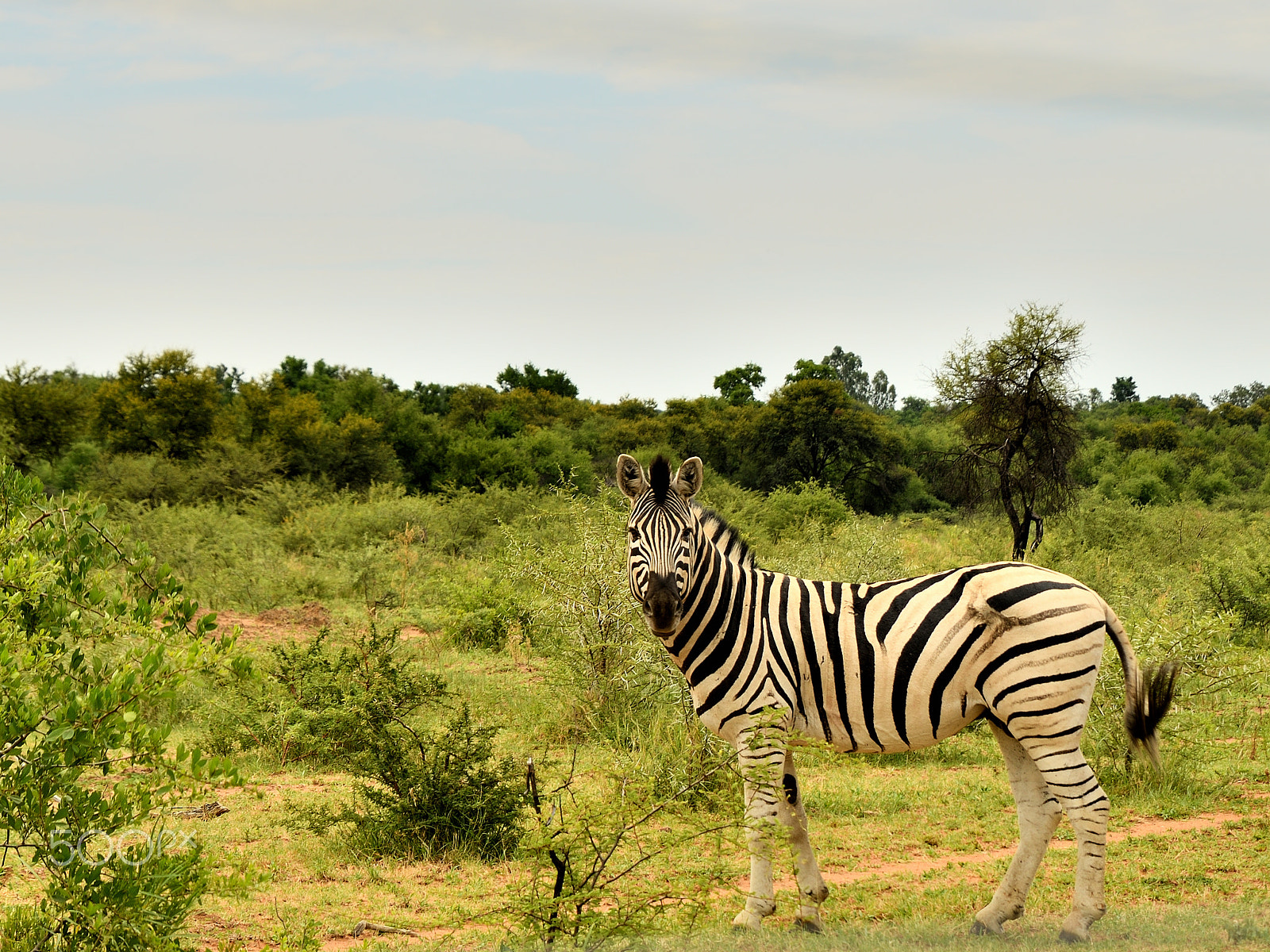 Tamron SP 24-70mm F2.8 Di VC USD sample photo. Dinokeng game dr photography