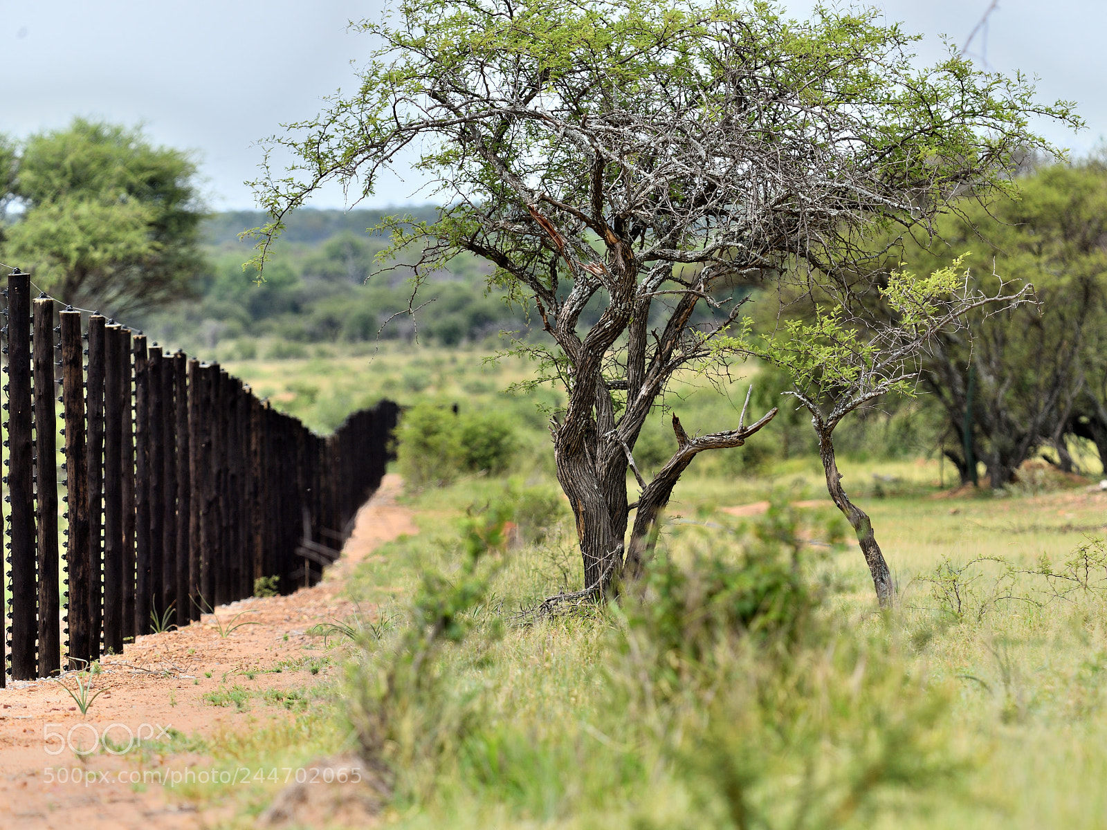 Nikon D800 sample photo. Dinokeng game dr photography