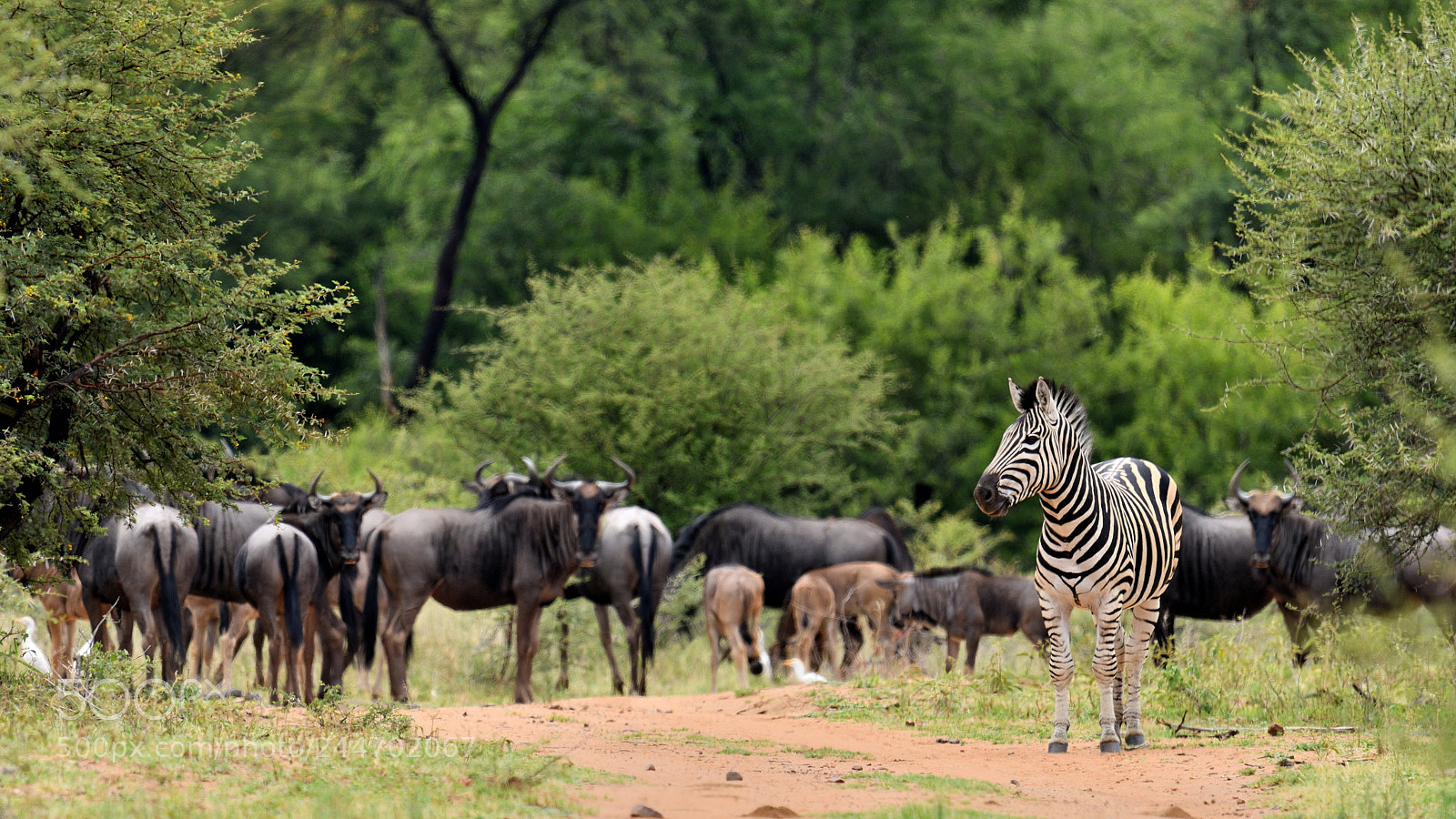Nikon D800 sample photo. Dinokeng game dr photography