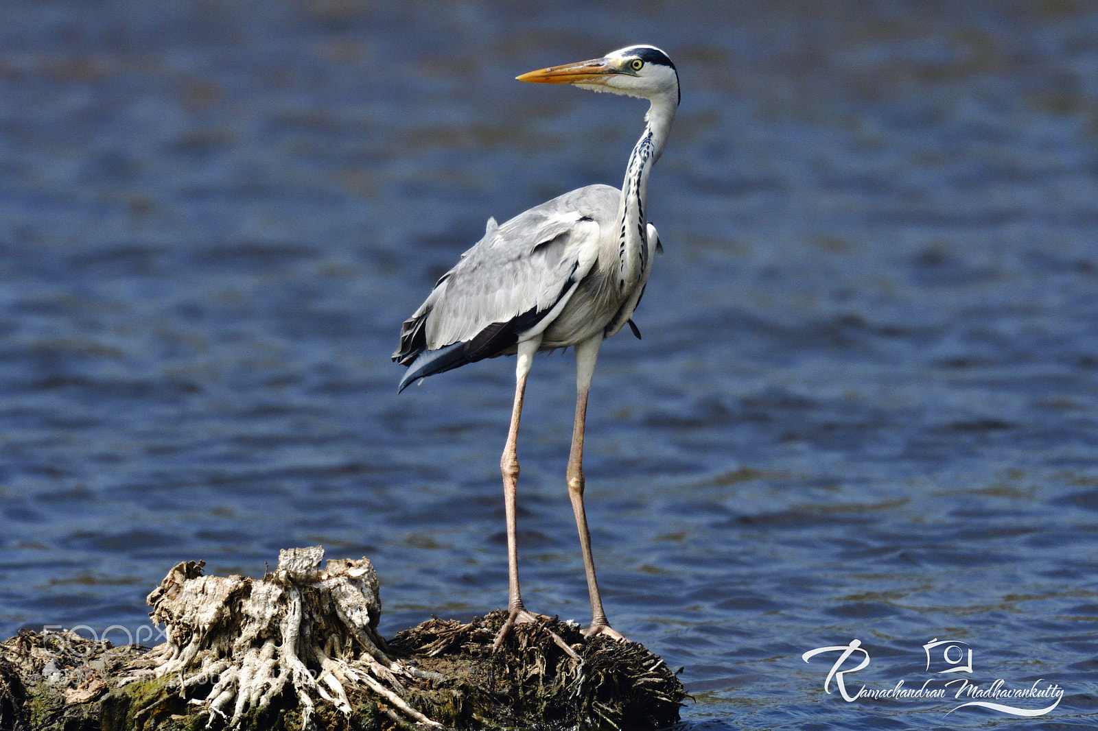 Nikon D500 sample photo. Grey heron perching in photography