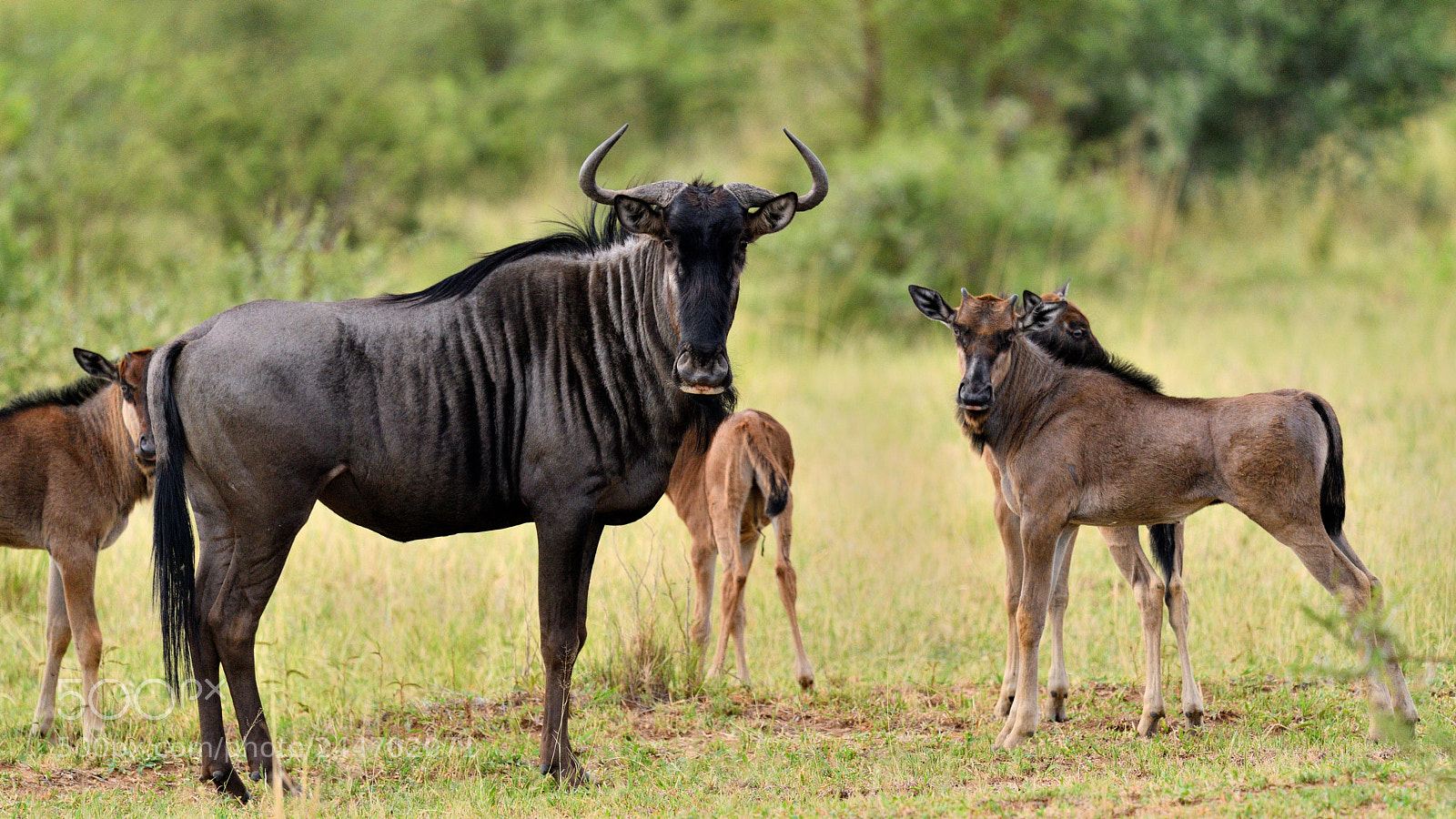 Nikon D800 sample photo. Dinokeng game dr photography