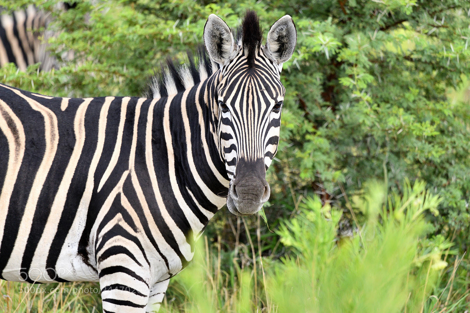 Nikon D800 sample photo. Dinokeng game dr photography