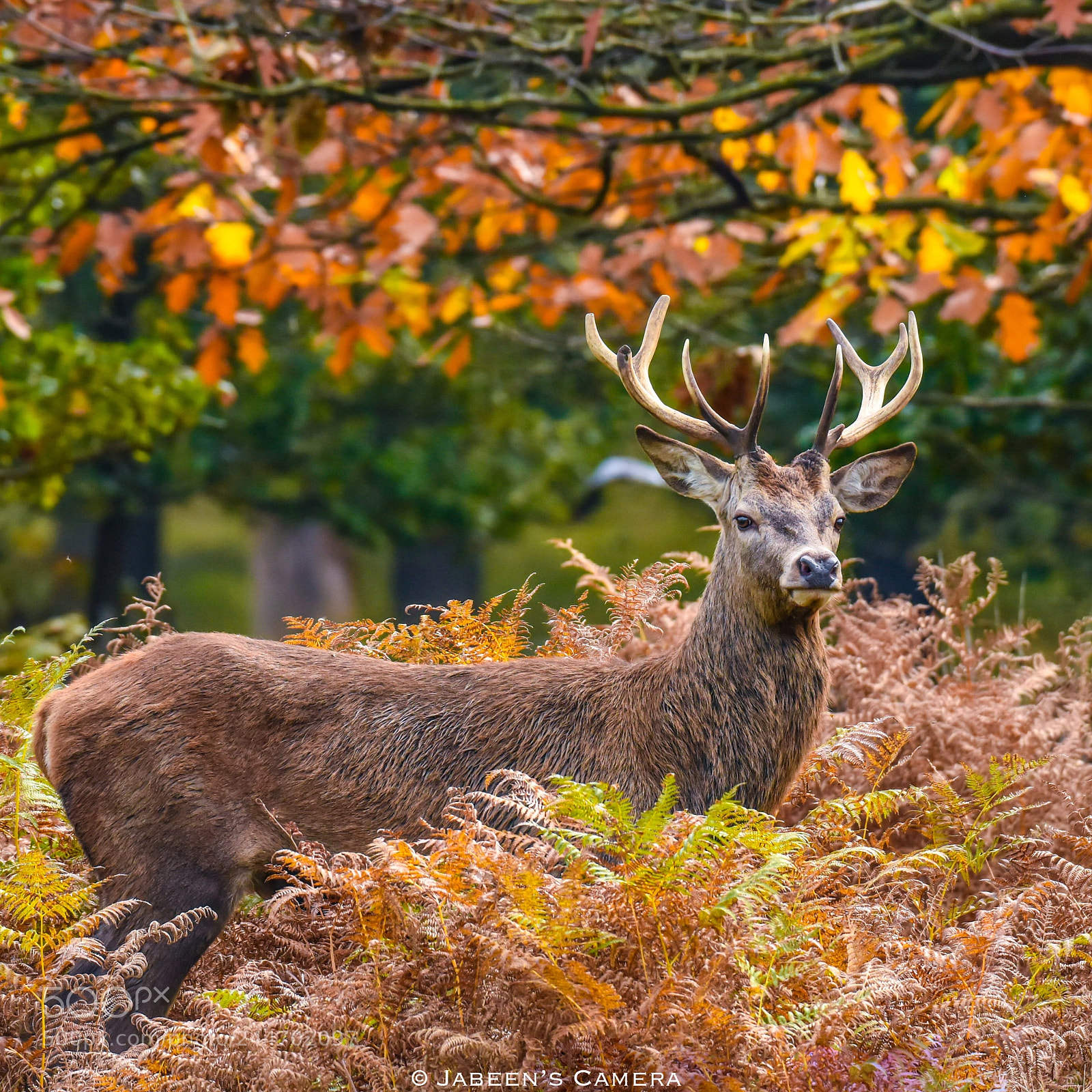 Nikon D7200 sample photo. A young stag standing photography