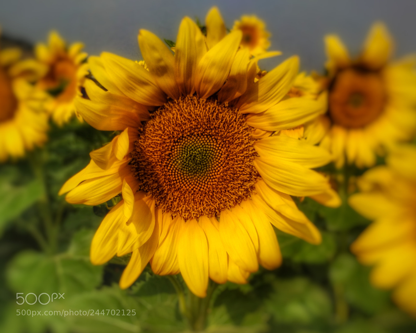 OnePlus 5 sample photo. Sun flower photography