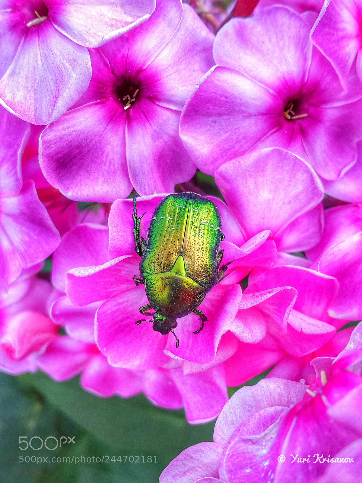 Samsung Galaxy Alpha sample photo. Cetonia aurata and pink photography