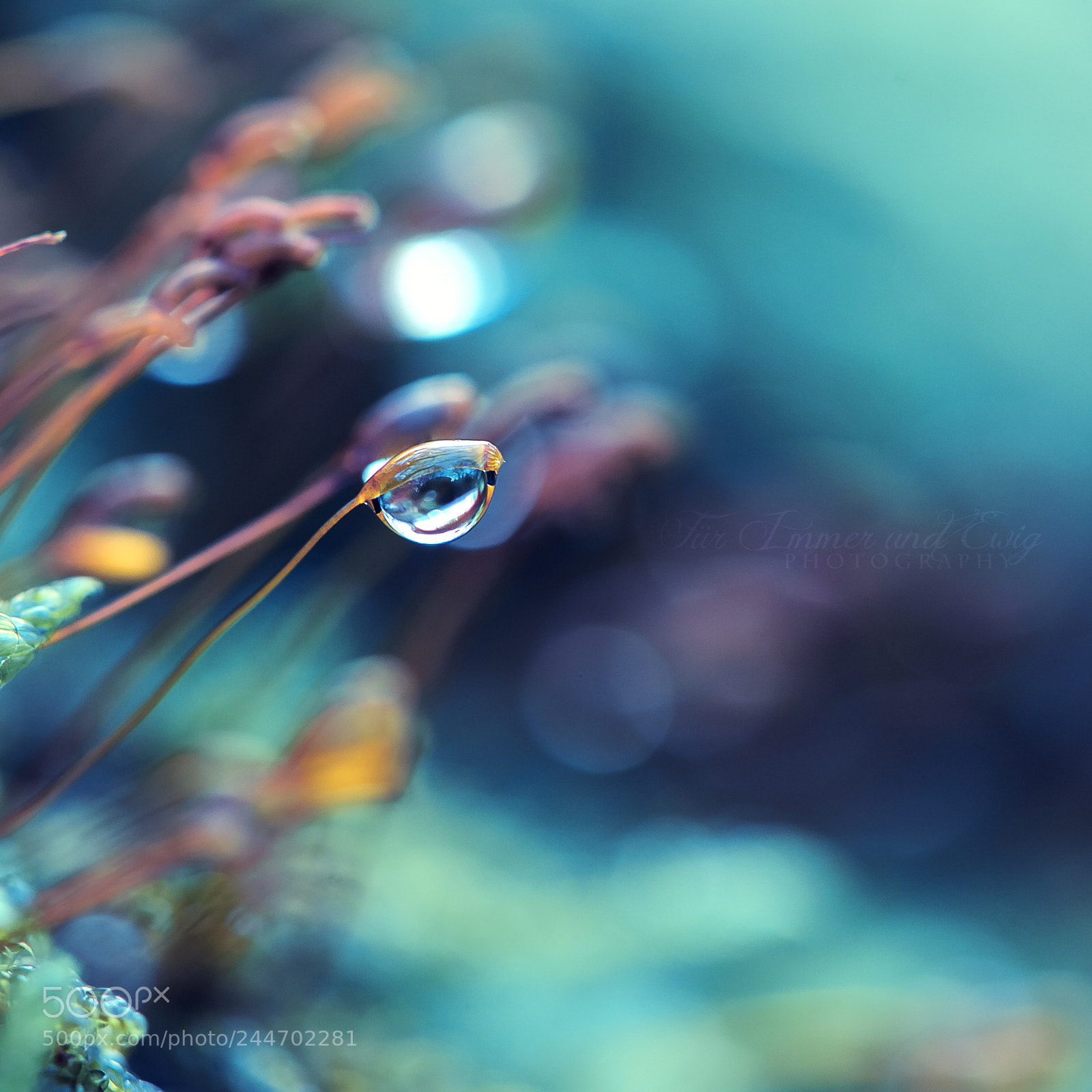 Nikon D700 sample photo. Nature's little treasure iii photography