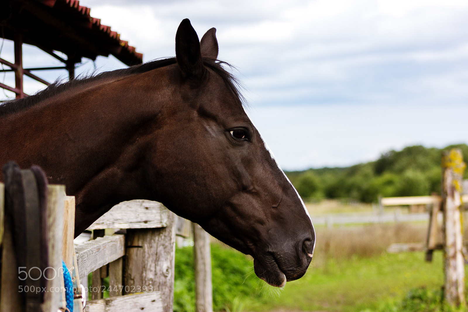 Canon EOS 550D (EOS Rebel T2i / EOS Kiss X4) sample photo. Portrait of brown horse photography