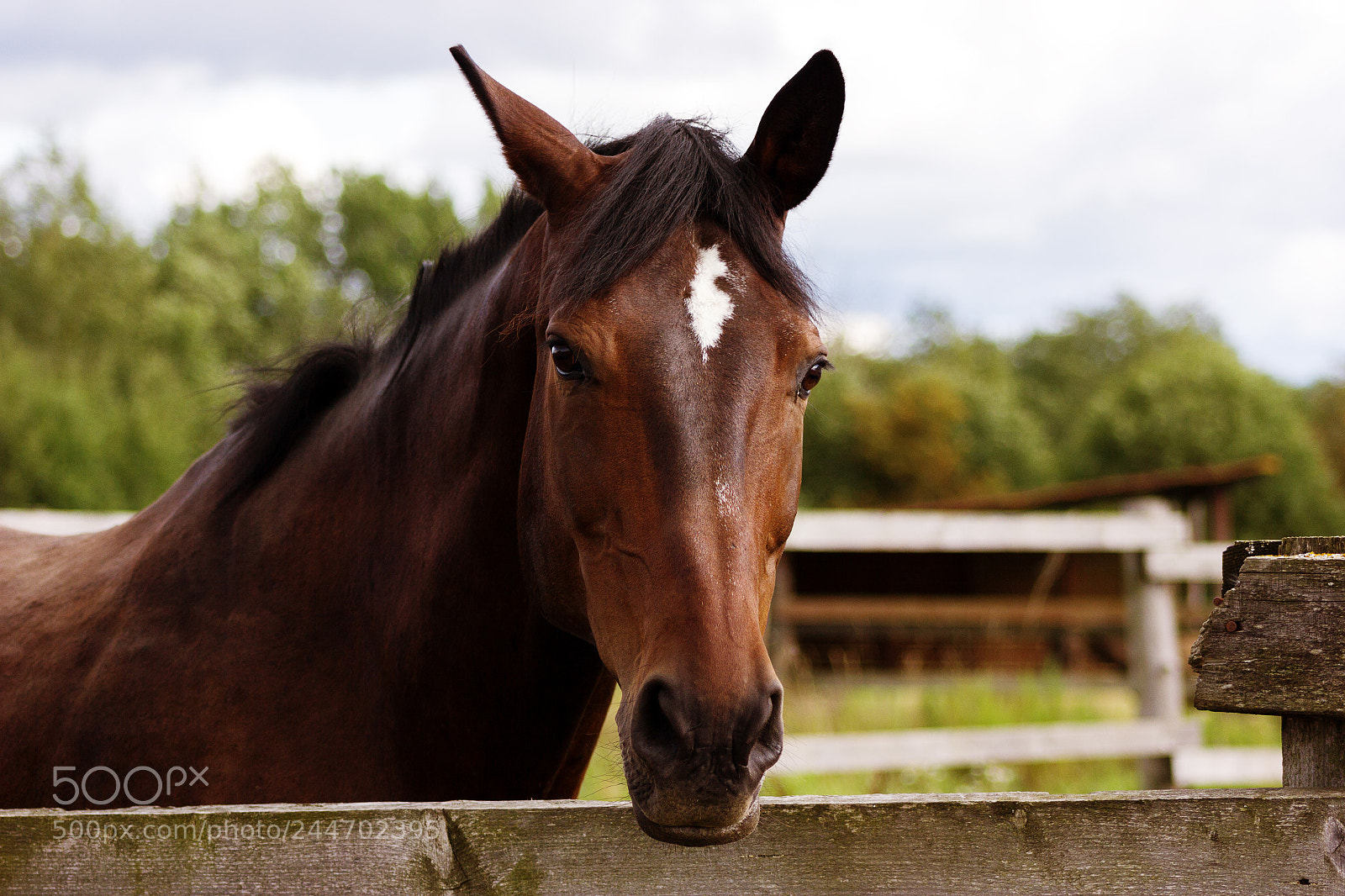 Canon EOS 550D (EOS Rebel T2i / EOS Kiss X4) sample photo. Portrait of bay horse photography