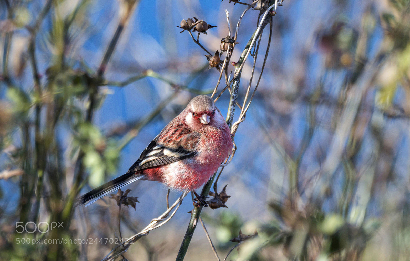 Nikon D500 sample photo. Uragus sibiricus photography