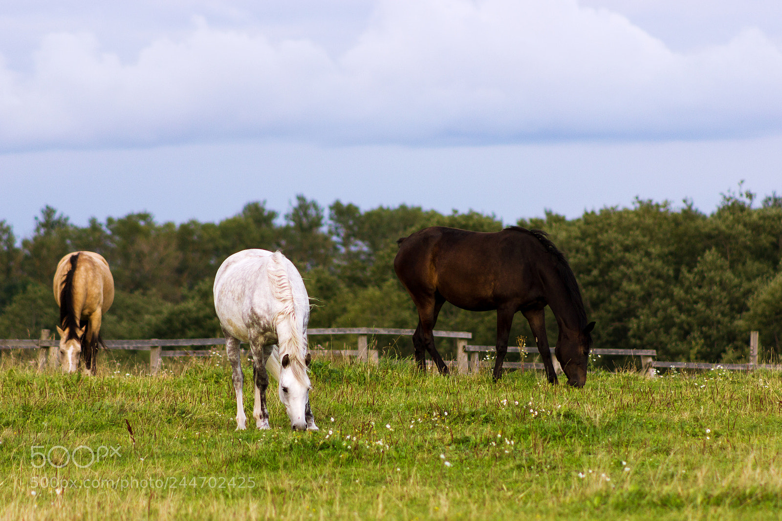 Canon EOS 550D (EOS Rebel T2i / EOS Kiss X4) sample photo. Three horses grazing on photography