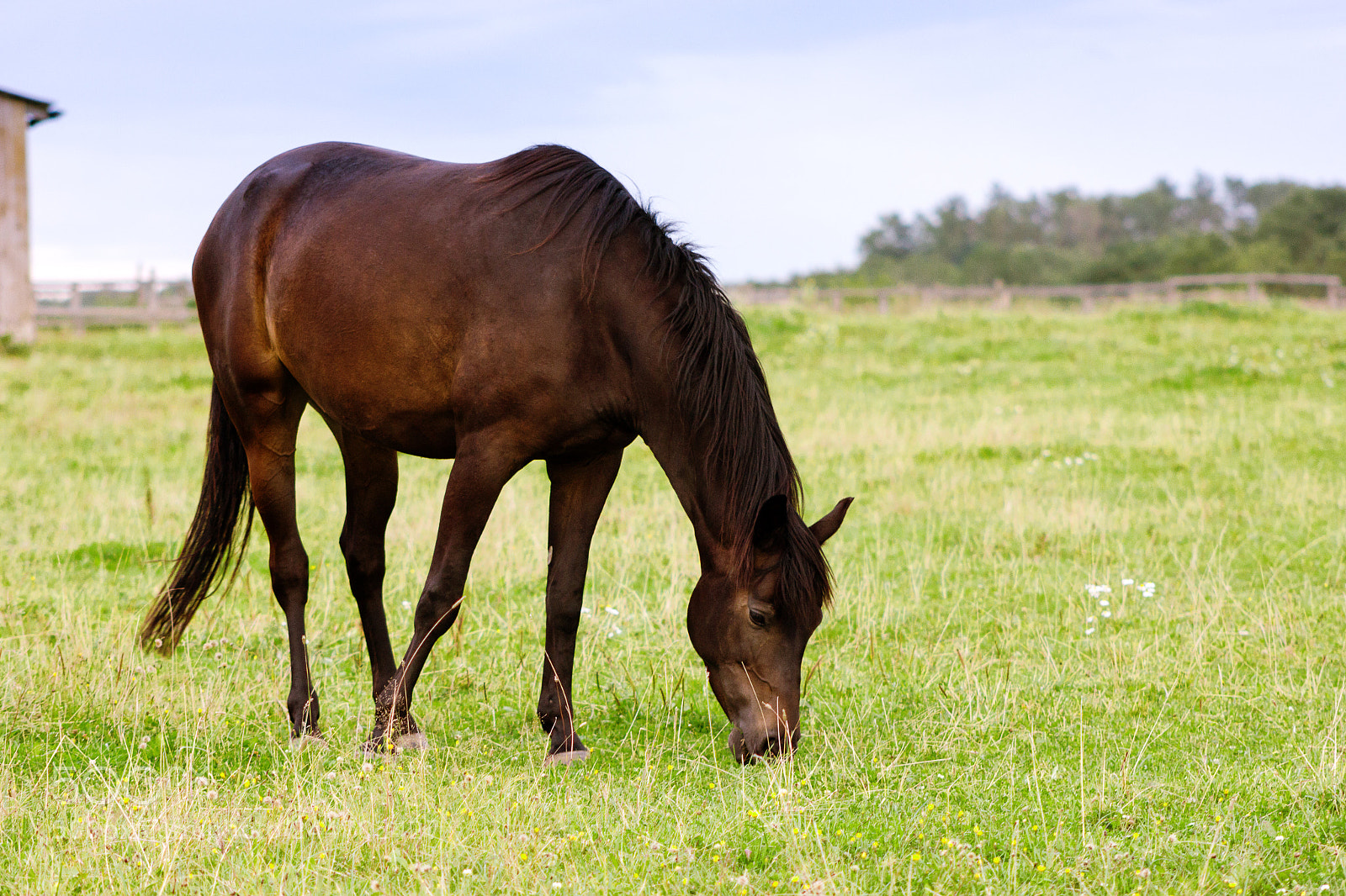 Canon EOS 550D (EOS Rebel T2i / EOS Kiss X4) sample photo. Brown horse grazing on photography