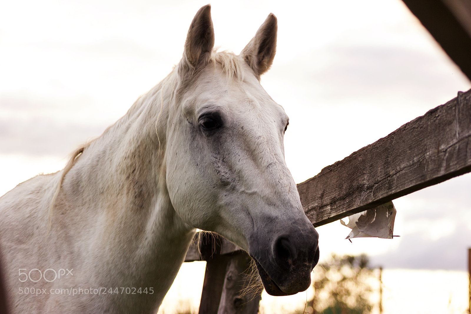 Canon EOS 550D (EOS Rebel T2i / EOS Kiss X4) sample photo. Gray horse grazing on photography