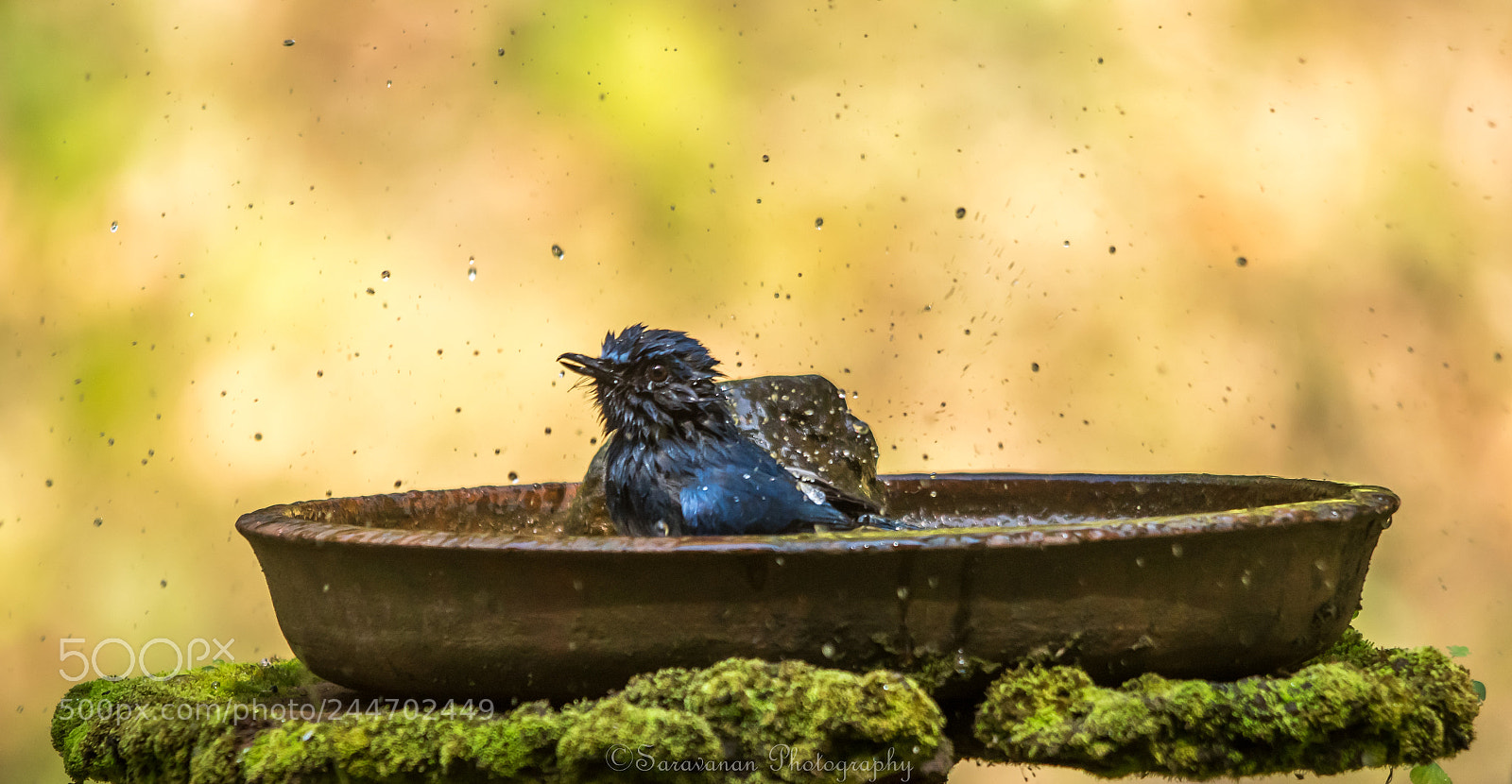 Nikon D500 sample photo. Bath time photography