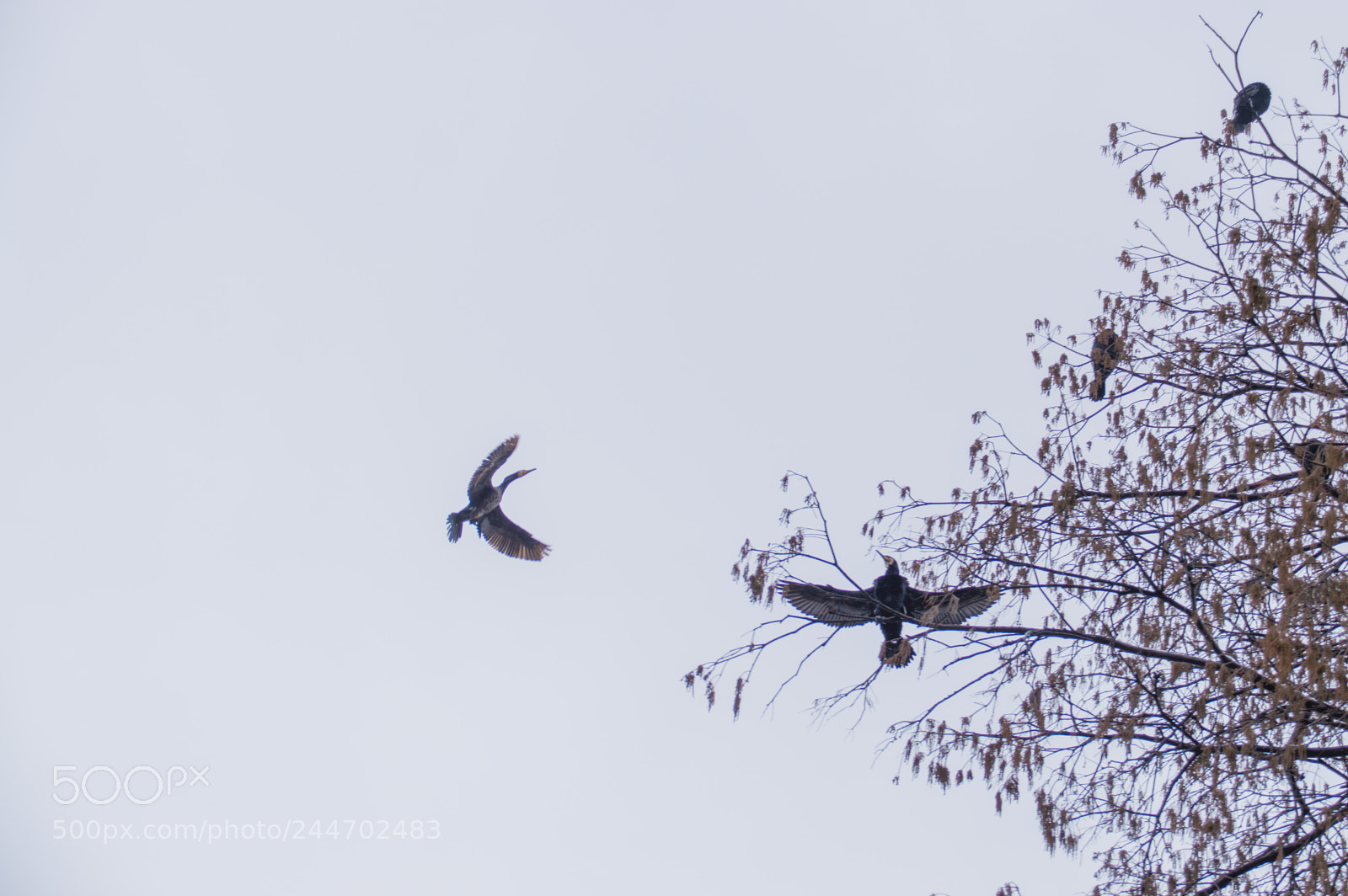 Nikon D3200 sample photo. Birds photography