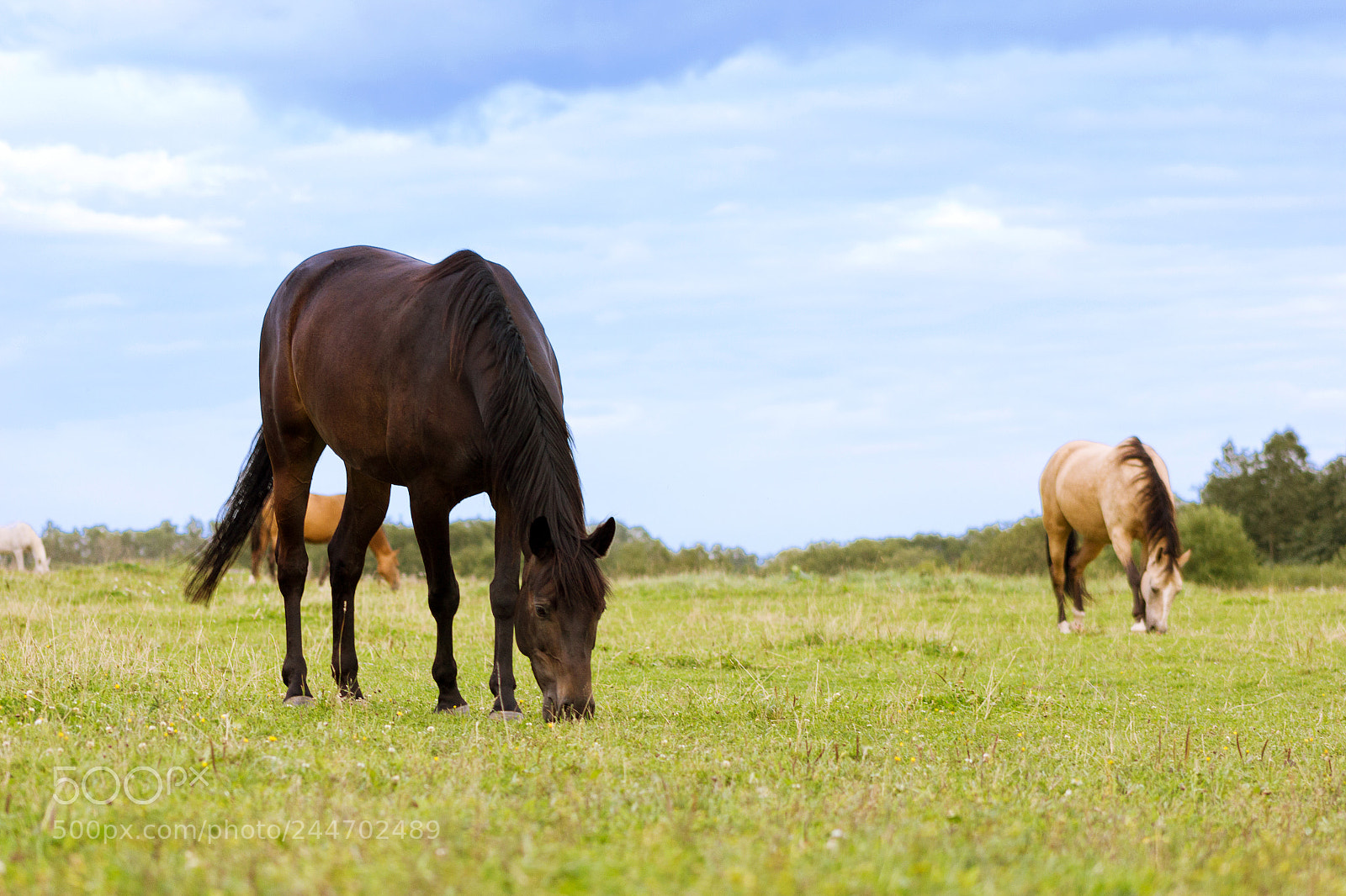 Canon EOS 550D (EOS Rebel T2i / EOS Kiss X4) sample photo. Two horses grazing on photography
