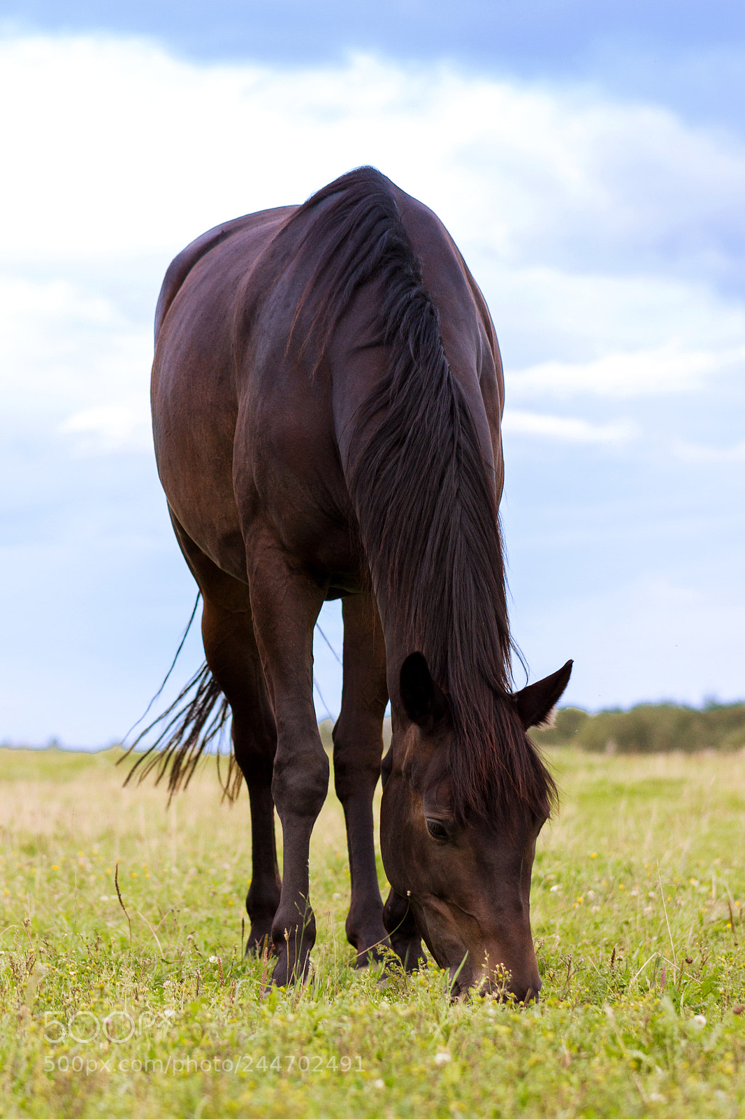 Canon EOS 550D (EOS Rebel T2i / EOS Kiss X4) sample photo. Brown horse grazing on photography