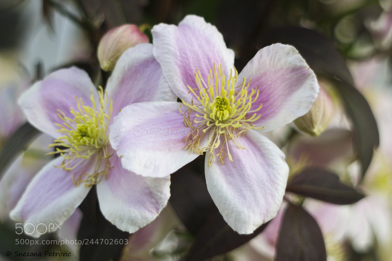 Canon EOS M3 sample photo. Clematis photography