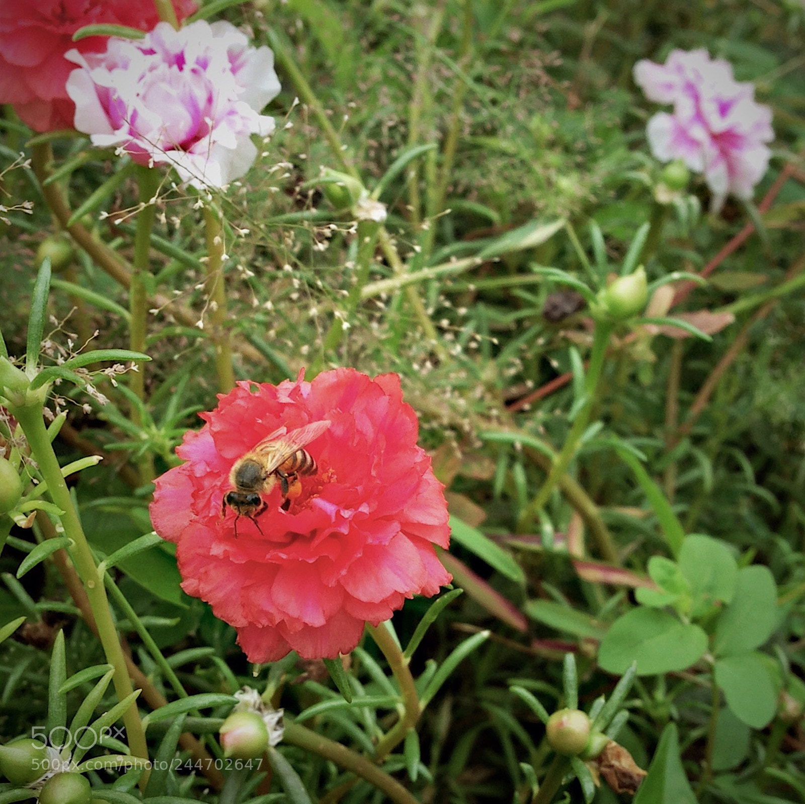 Apple iPhone 5 sample photo. ?? photography