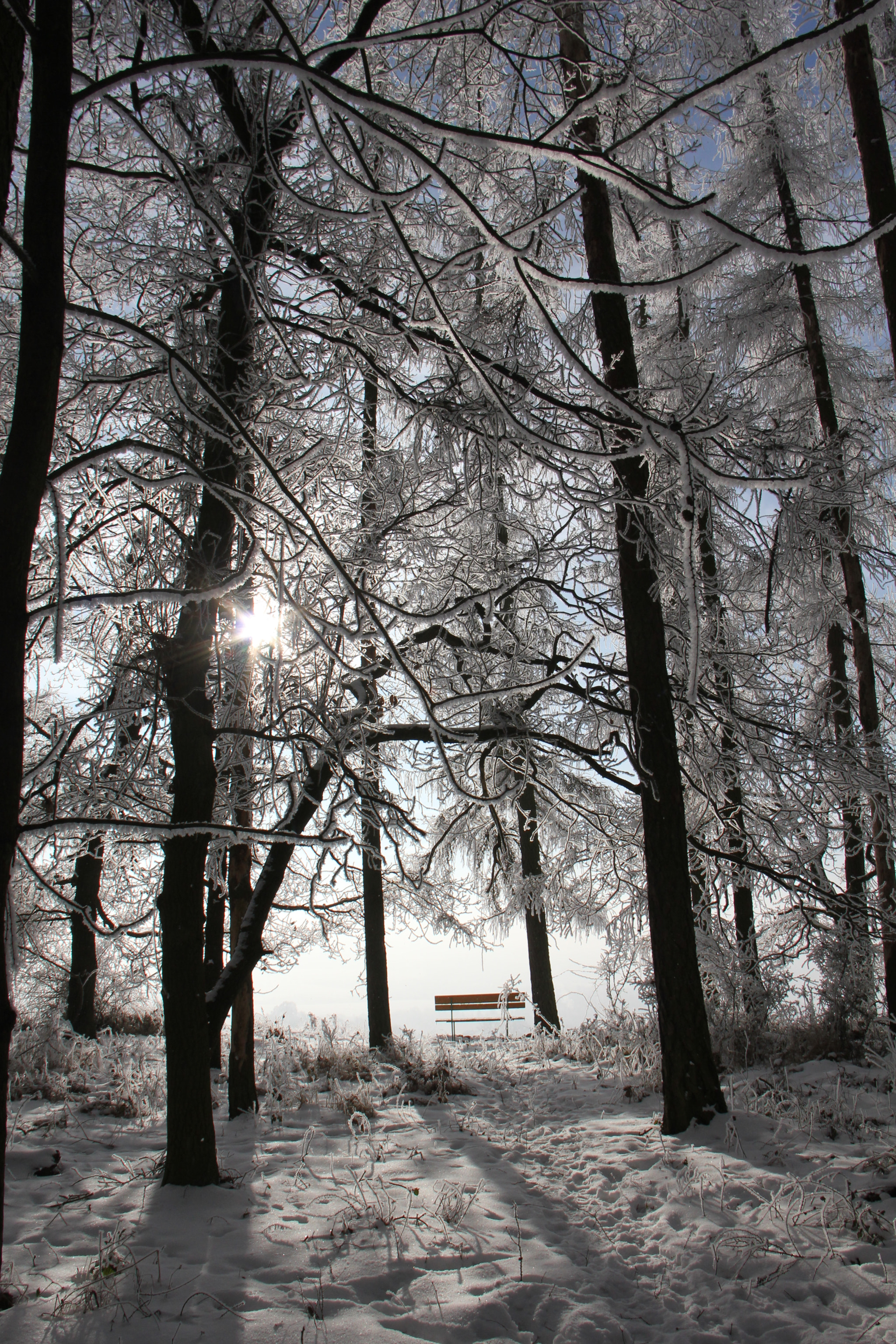 Canon EF-S 18-200mm F3.5-5.6 IS sample photo. Frozen morning in forest. photography