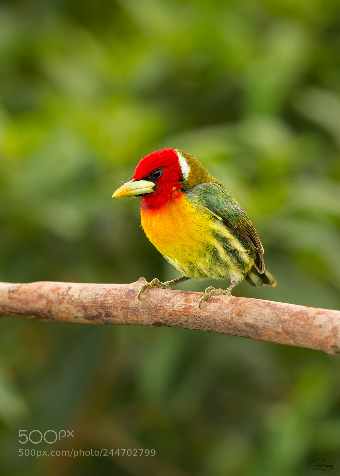 Nikon D4 sample photo. Red-headed barbet photography