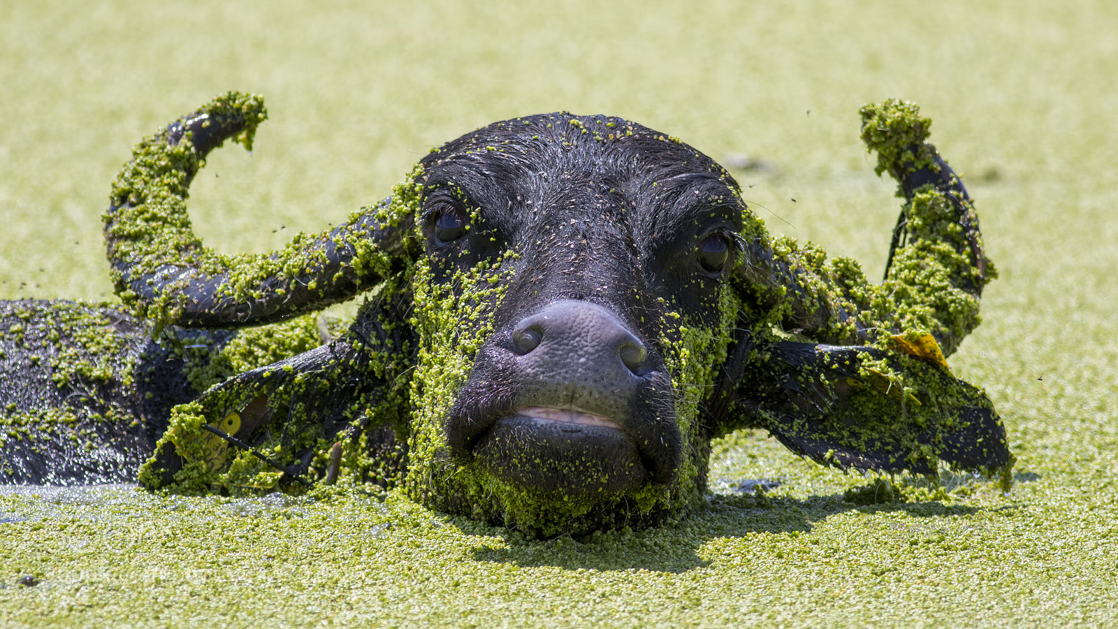 Canon EOS 7D Mark II sample photo. Water buffalo  photography