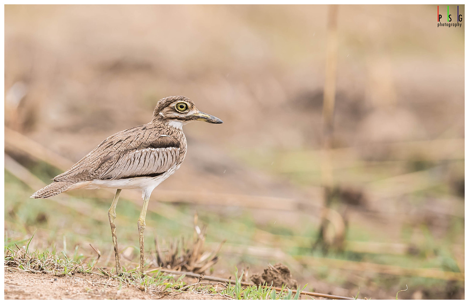Nikon D5 sample photo. Thick knee photography