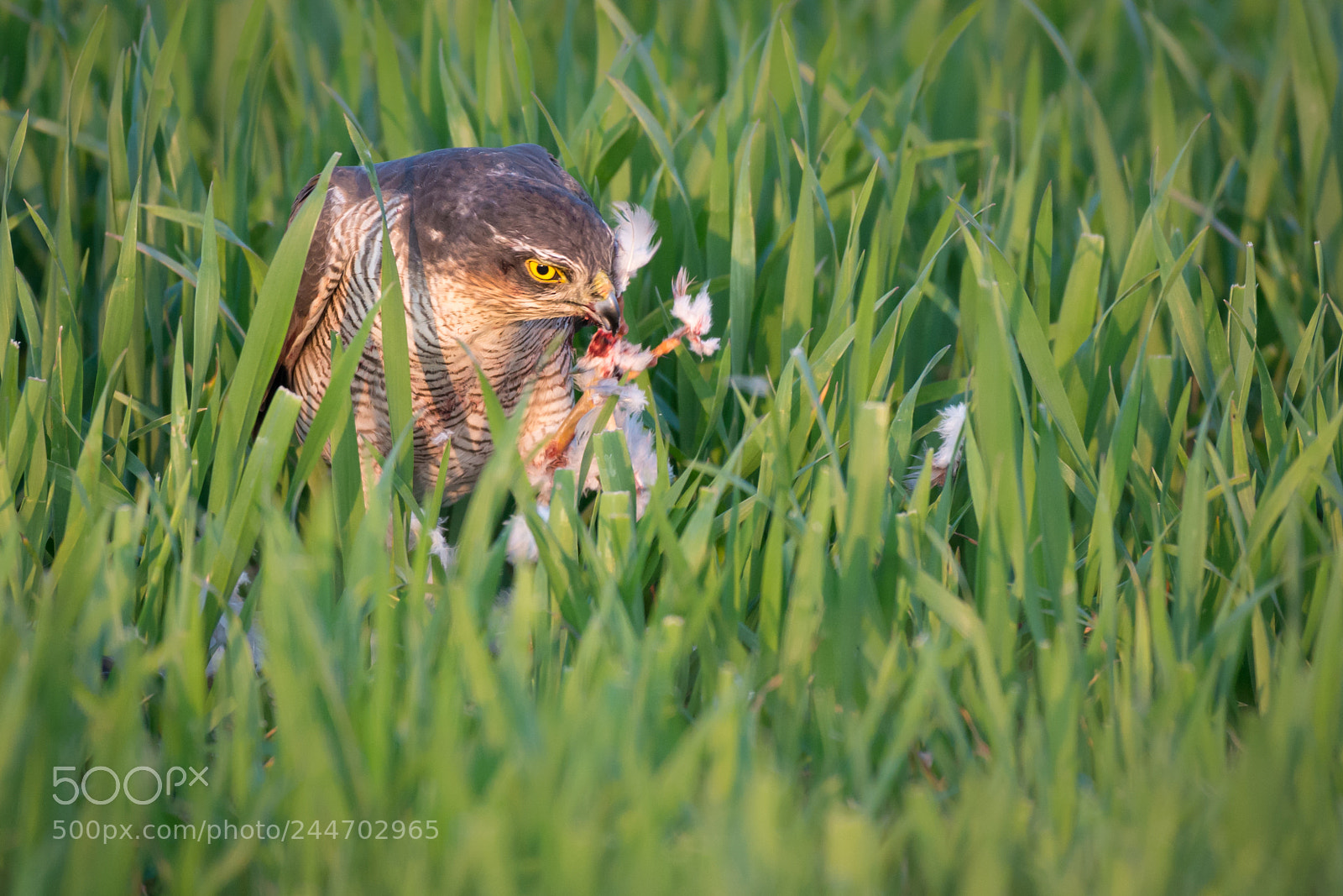 Nikon D800 sample photo. Eating sparrowhawk photography