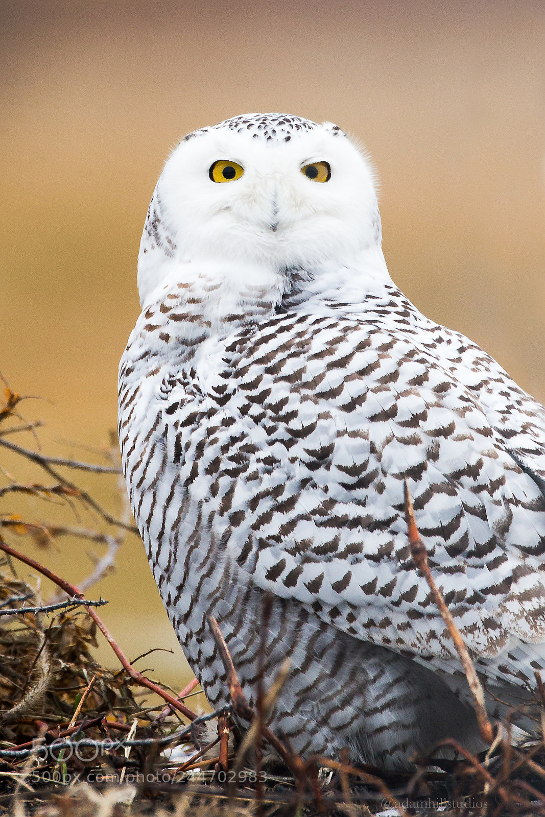 Canon EOS-1D X sample photo. Snowy owl detail photography