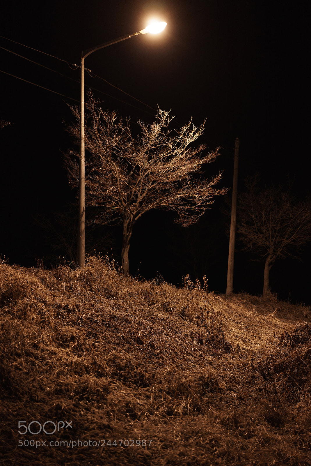Sony a7S II sample photo. Tree photography
