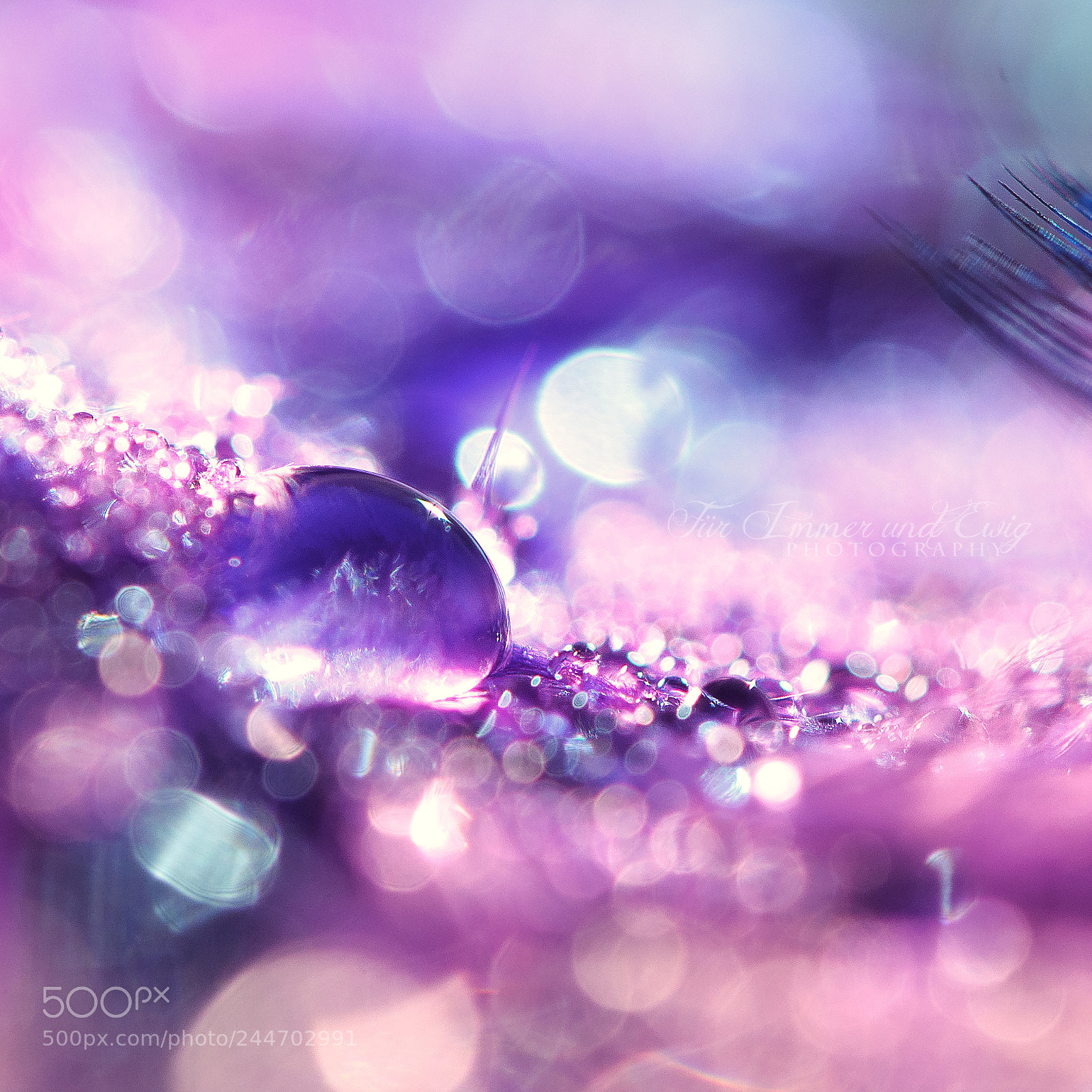 Nikon D300S sample photo. Purple photography