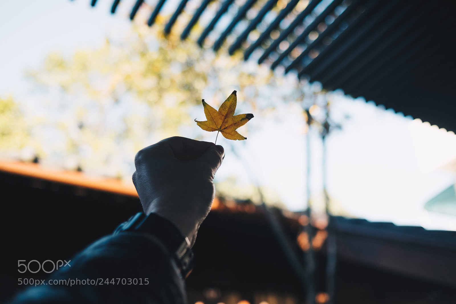 Fujifilm X-T2 sample photo. Spring or fall photography