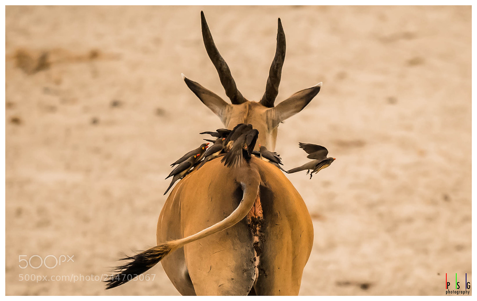 Nikon D5 sample photo. Eland and ox peckers photography