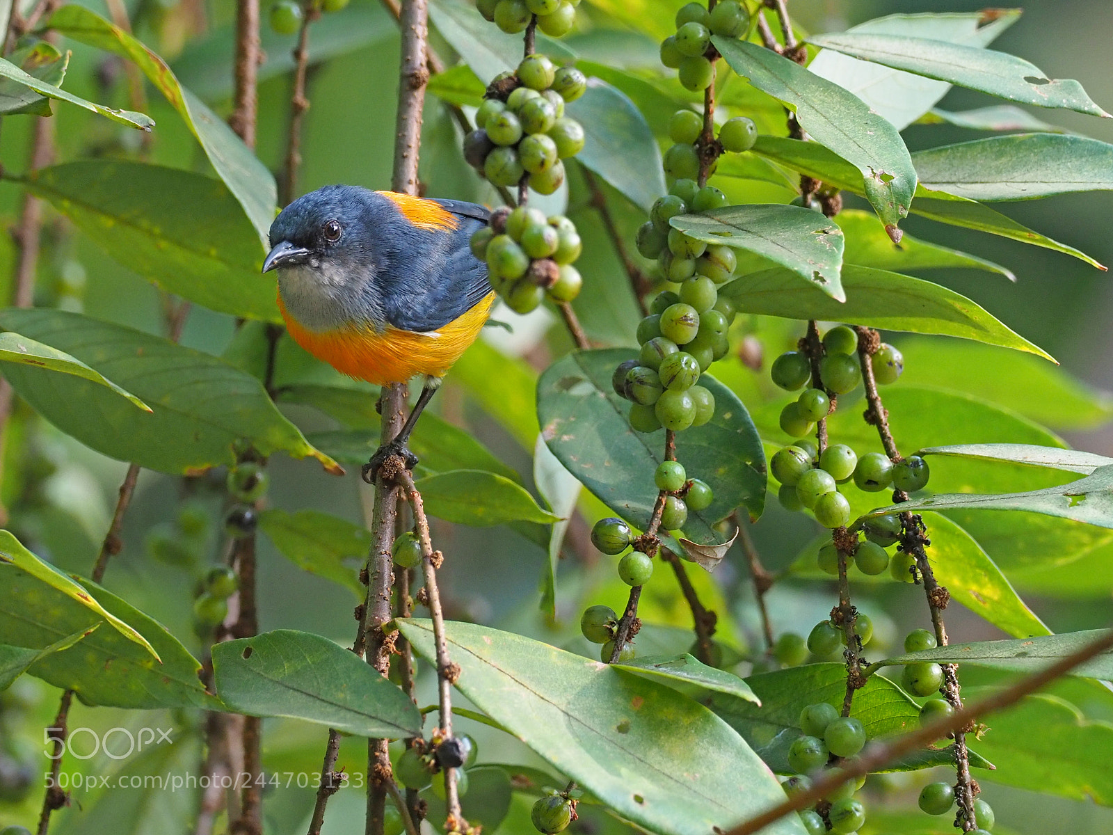 Olympus OM-D E-M1 Mark II sample photo. Orange-bellied flowerpecker photography