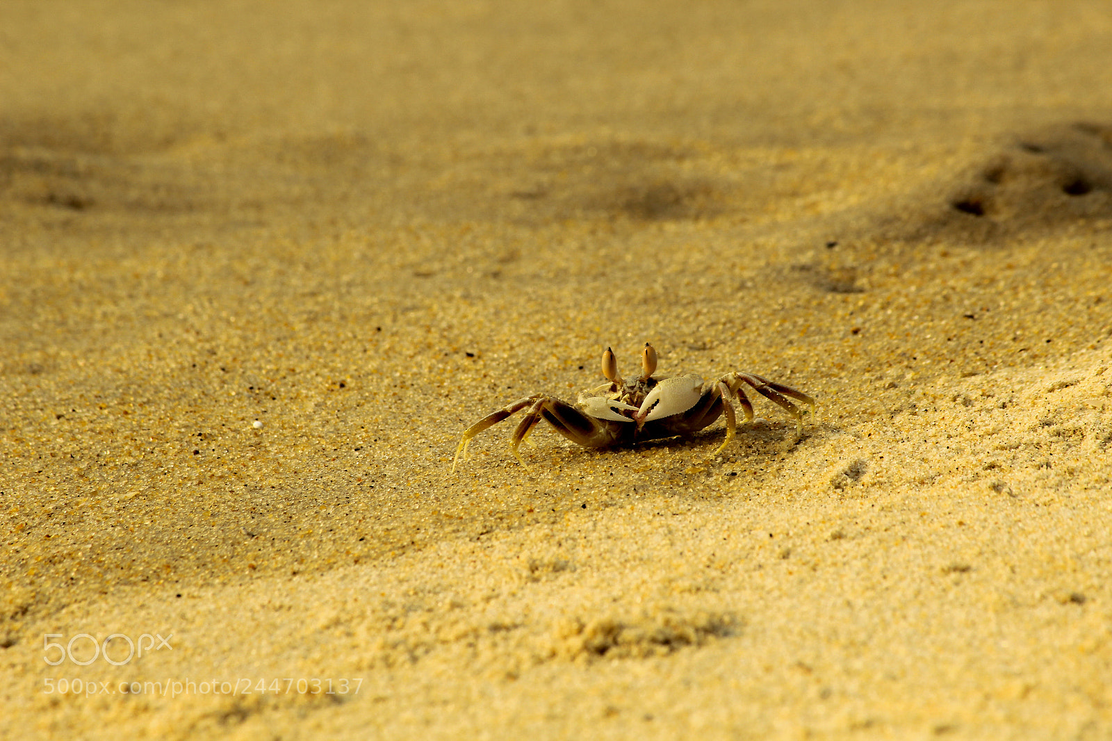 Canon EOS 1200D (EOS Rebel T5 / EOS Kiss X70 / EOS Hi) sample photo. Crabs photography