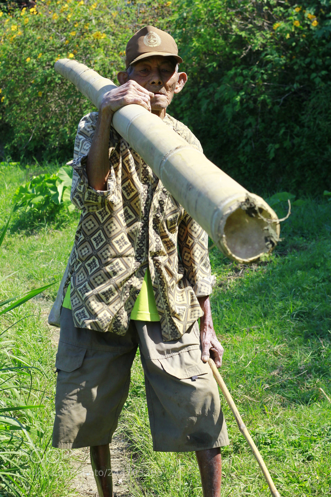 Canon EOS 60D + Canon EF 50mm F1.8 II sample photo. Carrying a bamboo photography