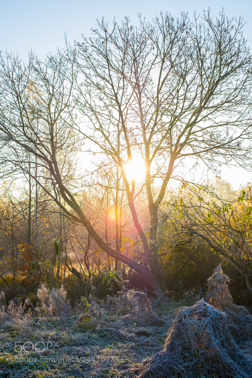 Fujifilm X-T2 sample photo. Nature in denmark photography