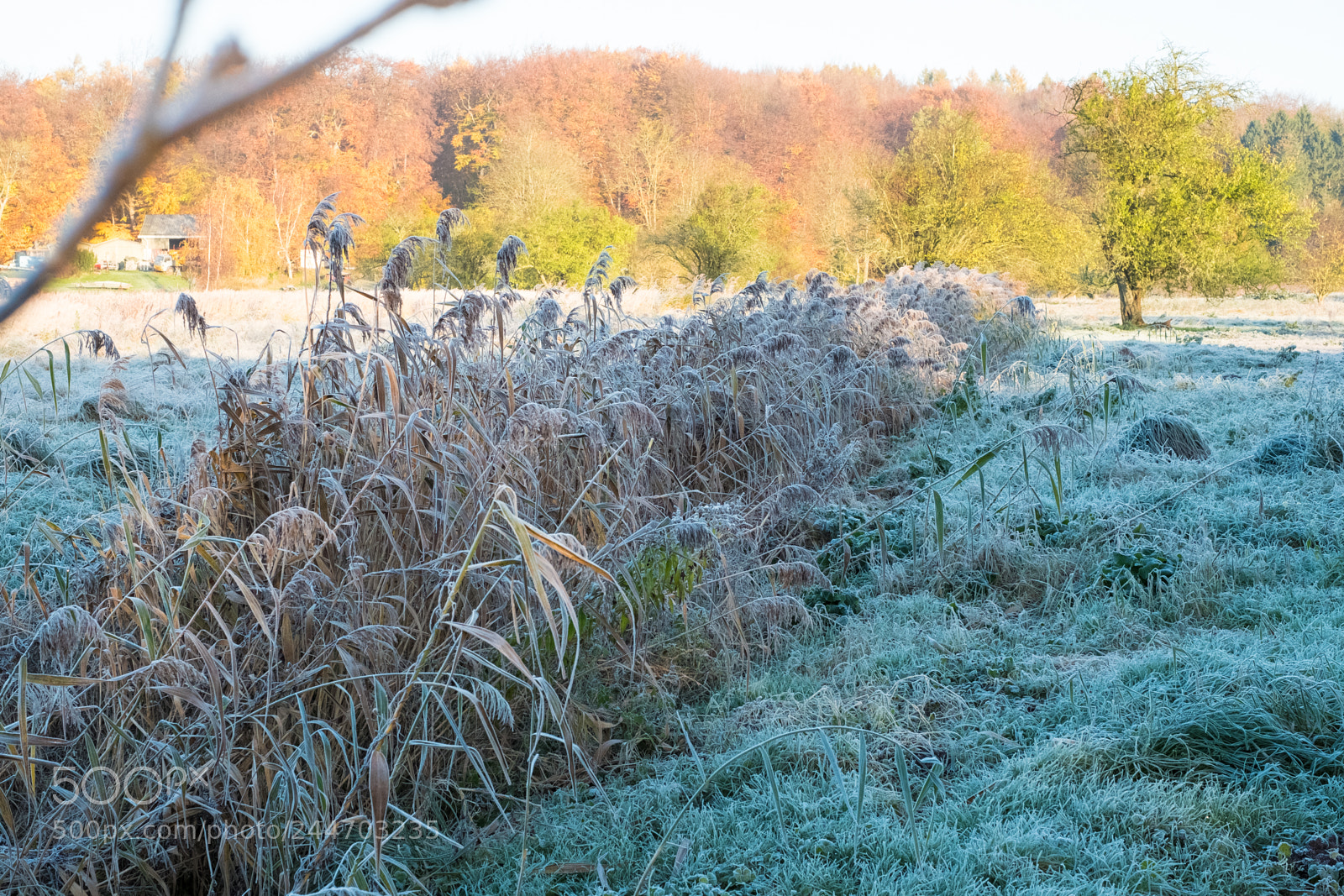 Fujifilm X-T2 sample photo. Nature in denmark photography