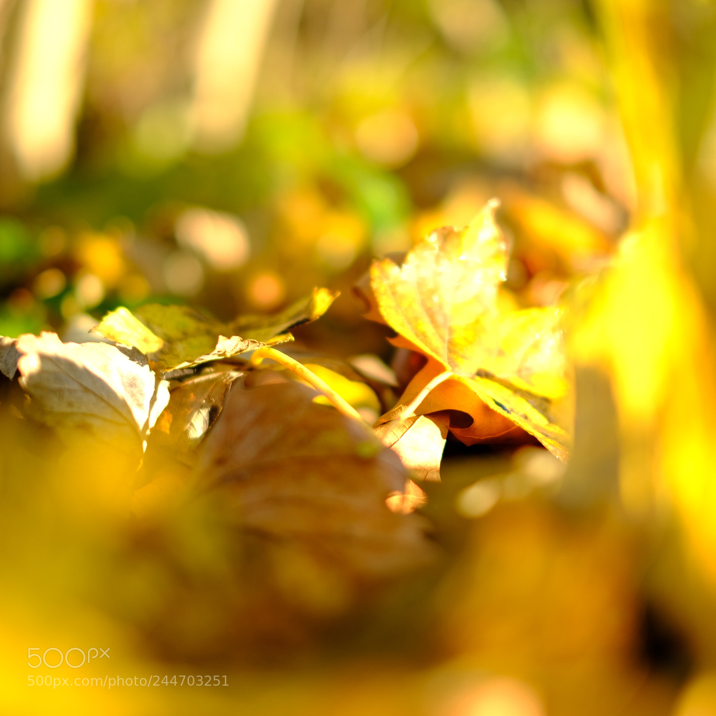 Fujifilm X-T2 sample photo. Nature in denmark photography