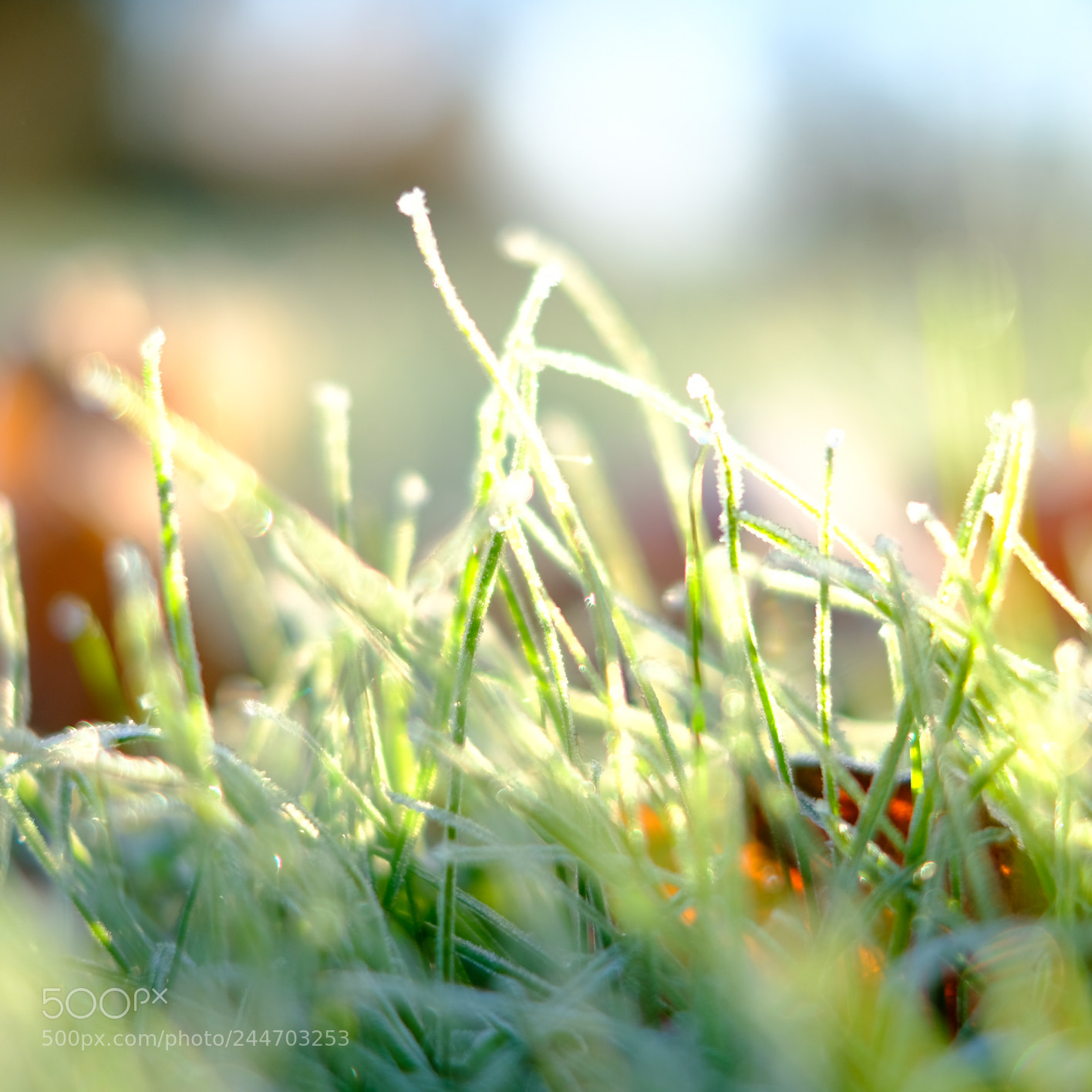 Fujifilm X-T2 sample photo. Nature in denmark photography