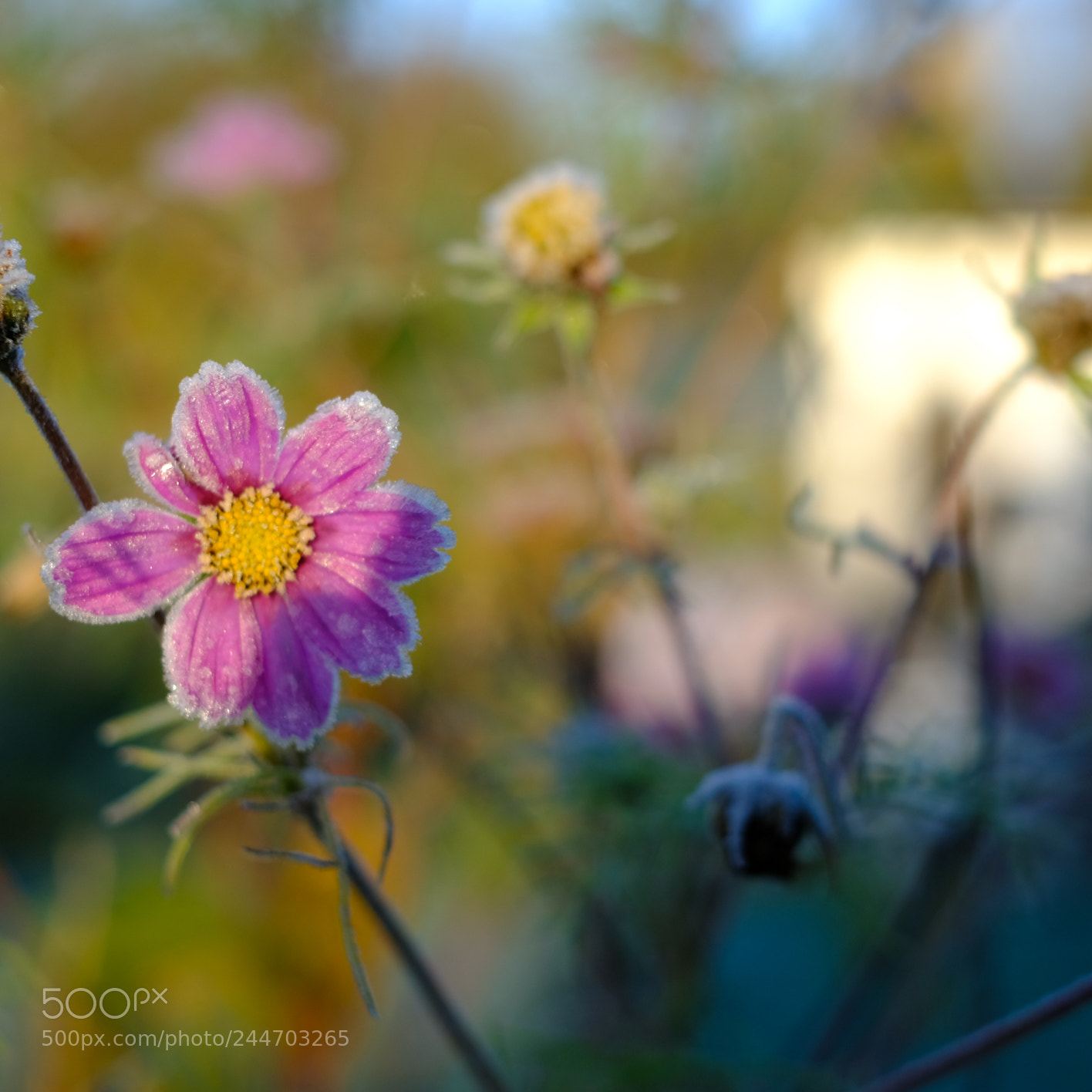 Fujifilm X-T2 sample photo. Nature in denmark photography