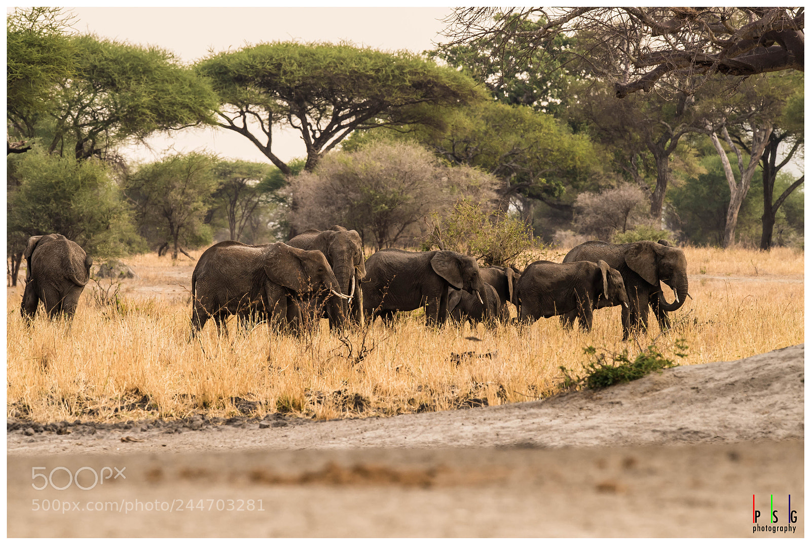 Nikon D5 sample photo. Elephants photography