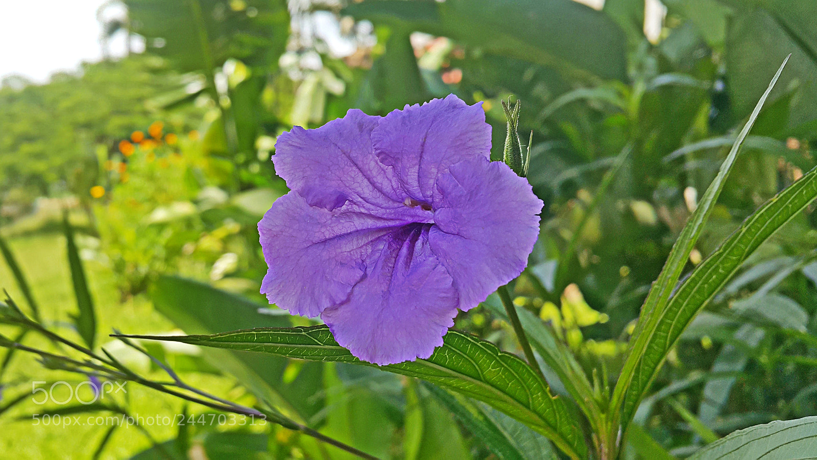 Samsung Galaxy Note4 sample photo. Violet flower photography