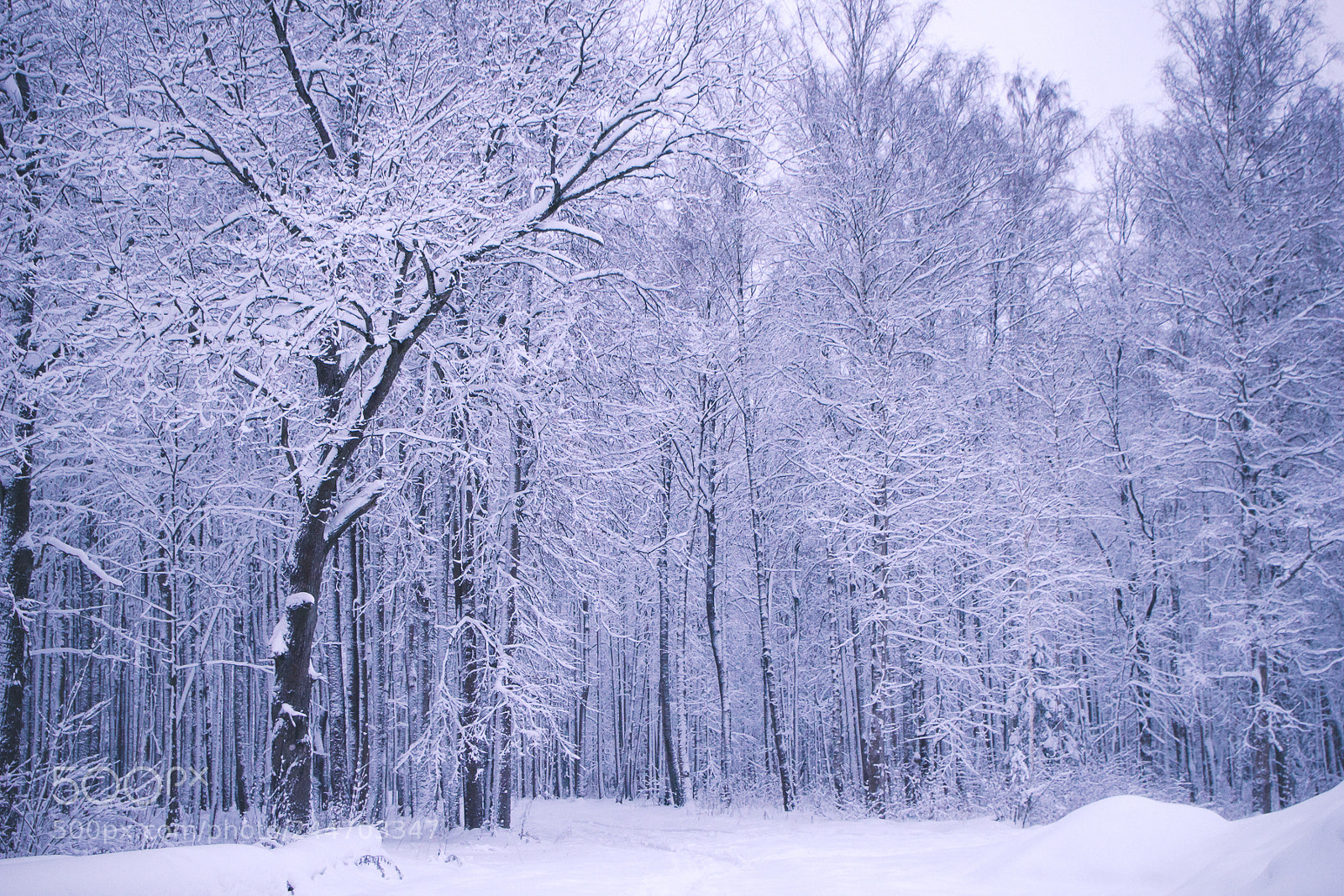 Canon EOS 60D sample photo. Winter is coming photography