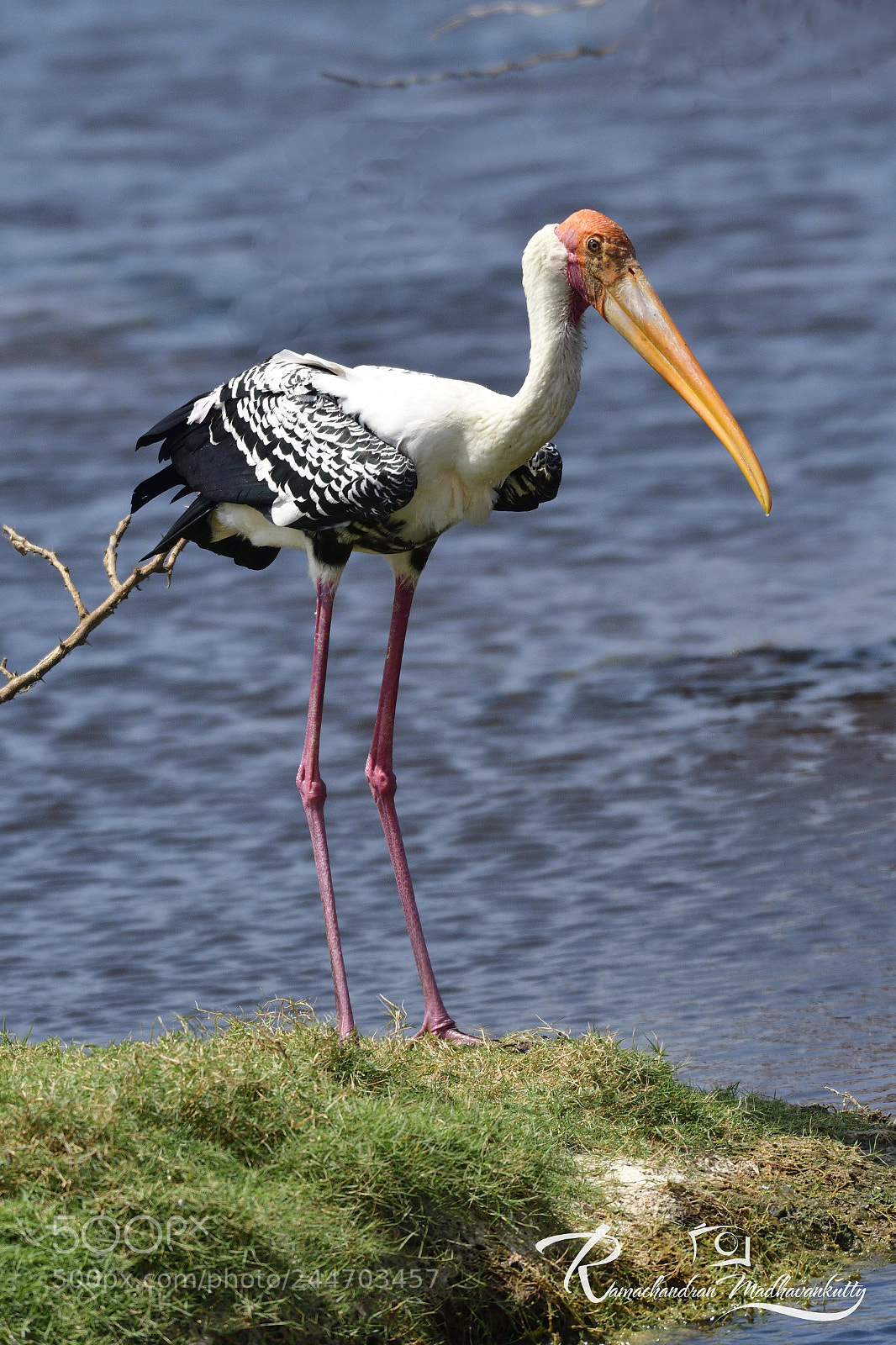 Nikon D500 sample photo. Painted stork photography