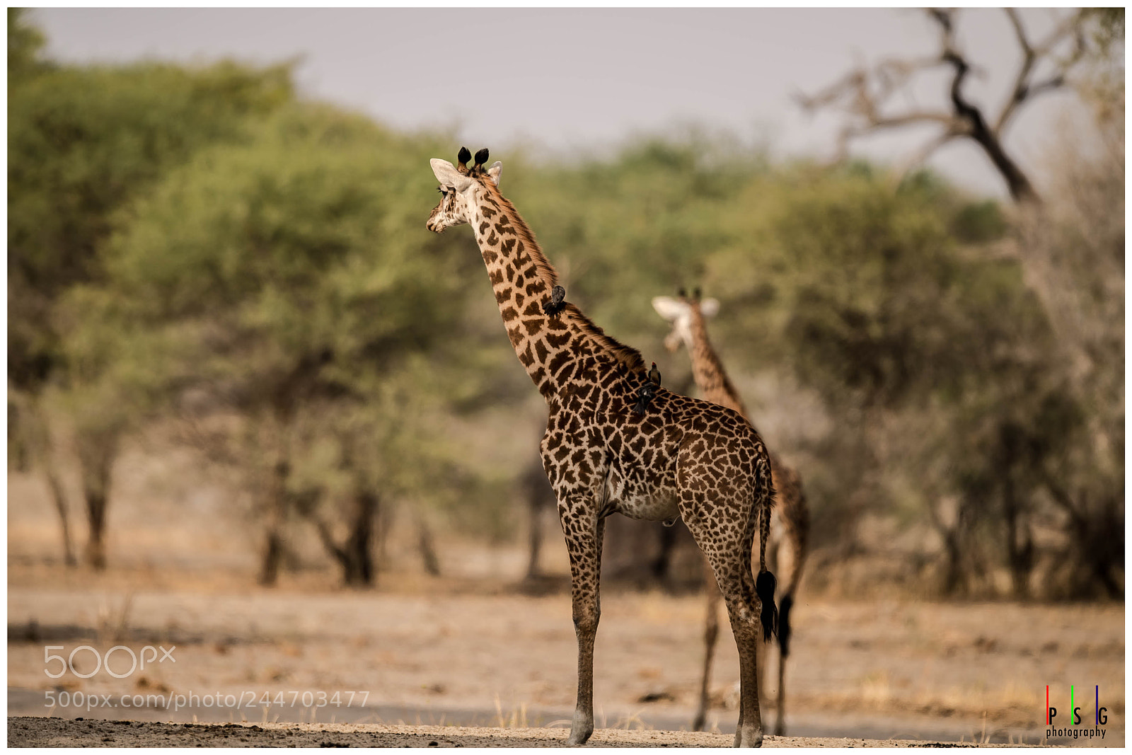 Nikon D5 sample photo. Giraffe photography