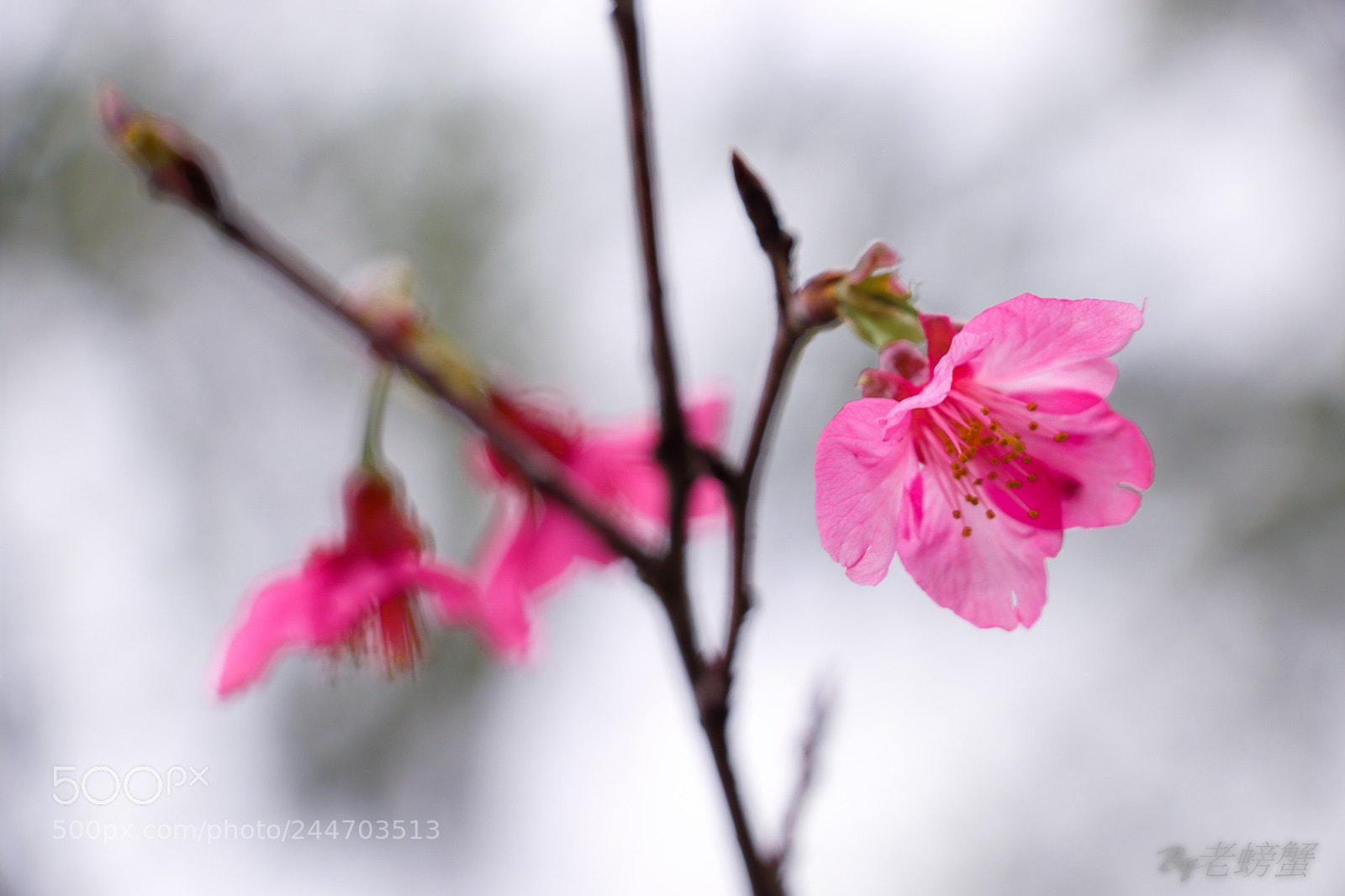 Canon EOS M5 sample photo. Blooming in the mist photography