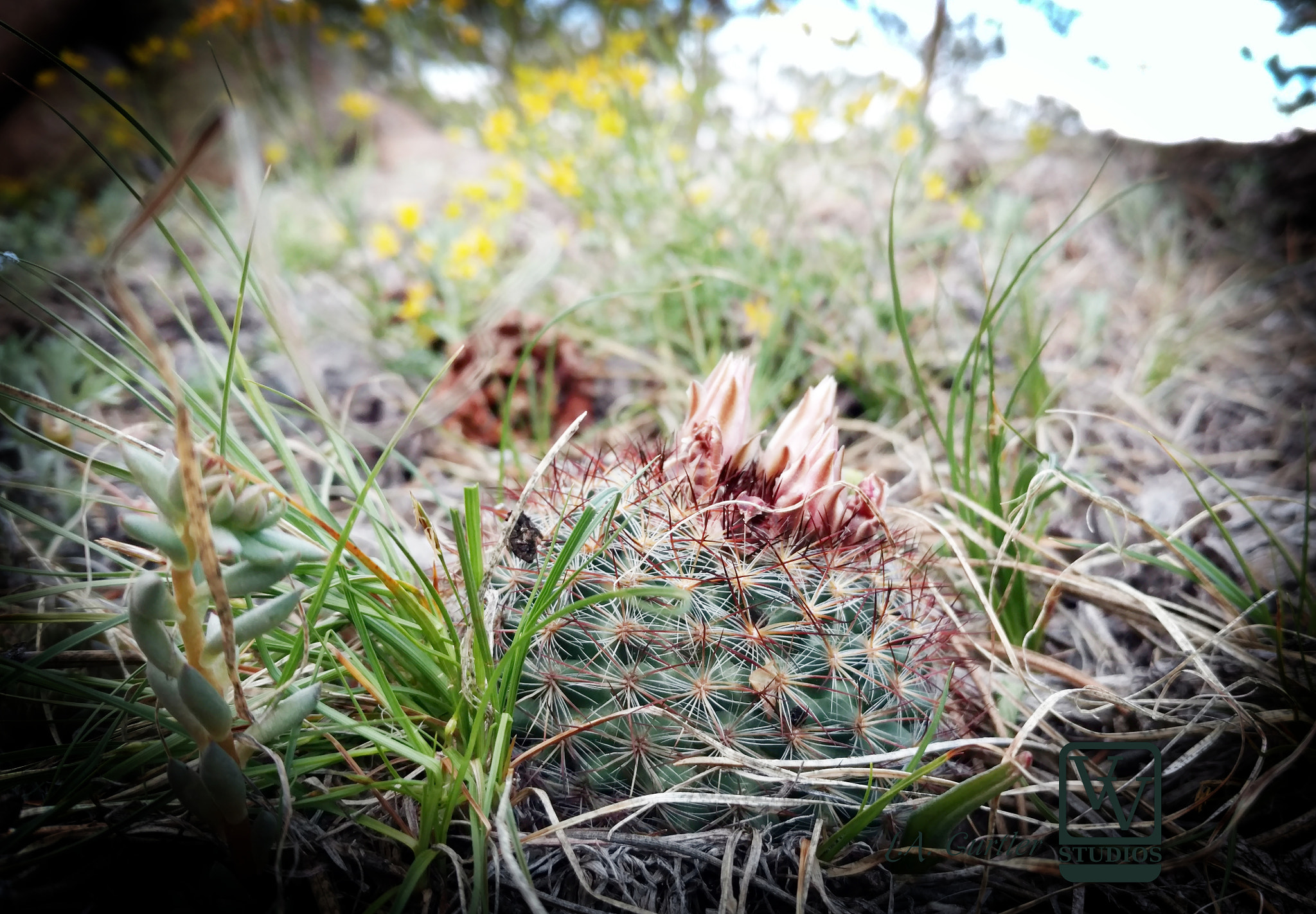 Motorola DROID Turbo 2 sample photo. Barrel cactus photography