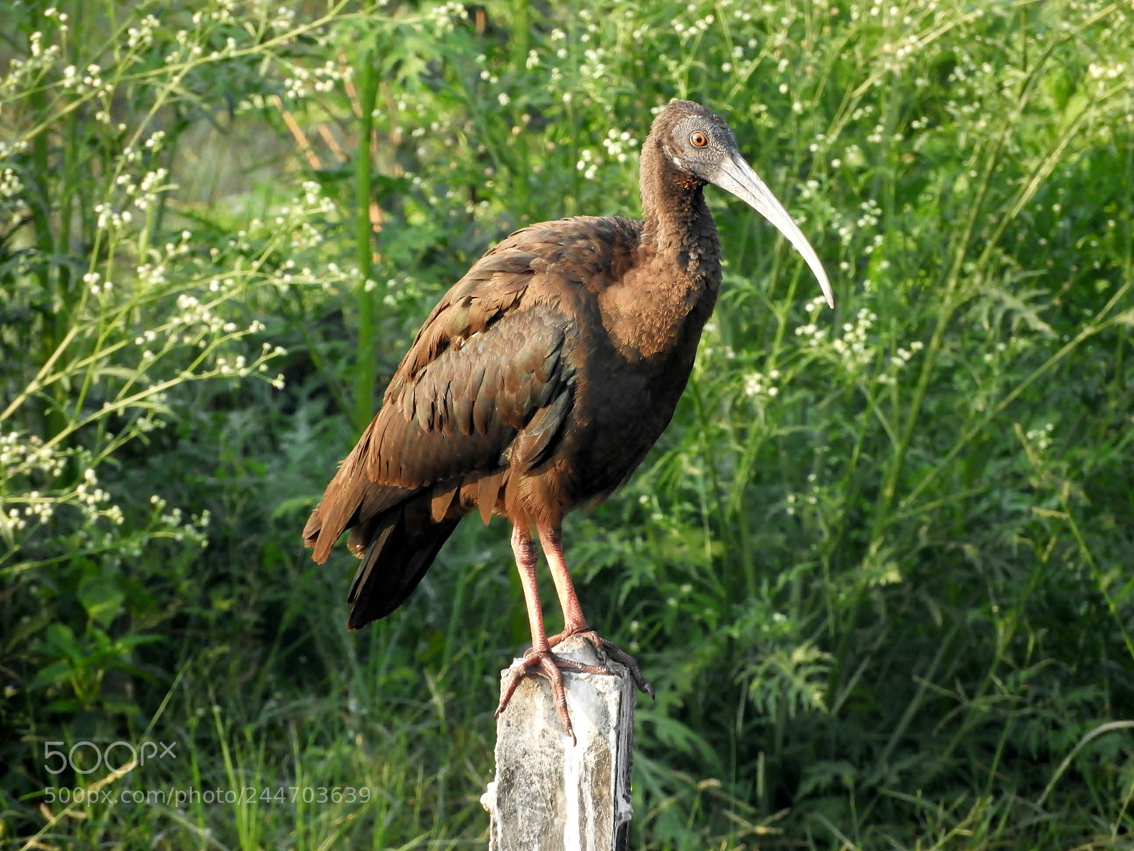 Nikon Coolpix B700 sample photo. Ibis photography