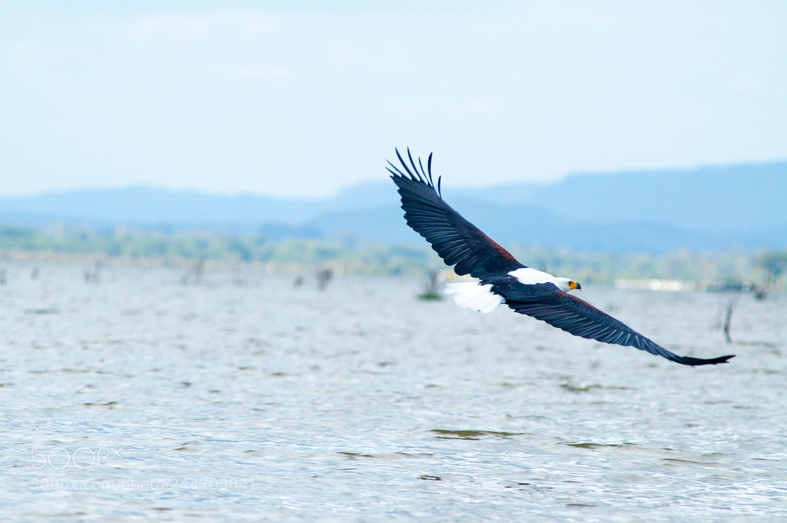 Nikon D90 sample photo. African eagle in action photography