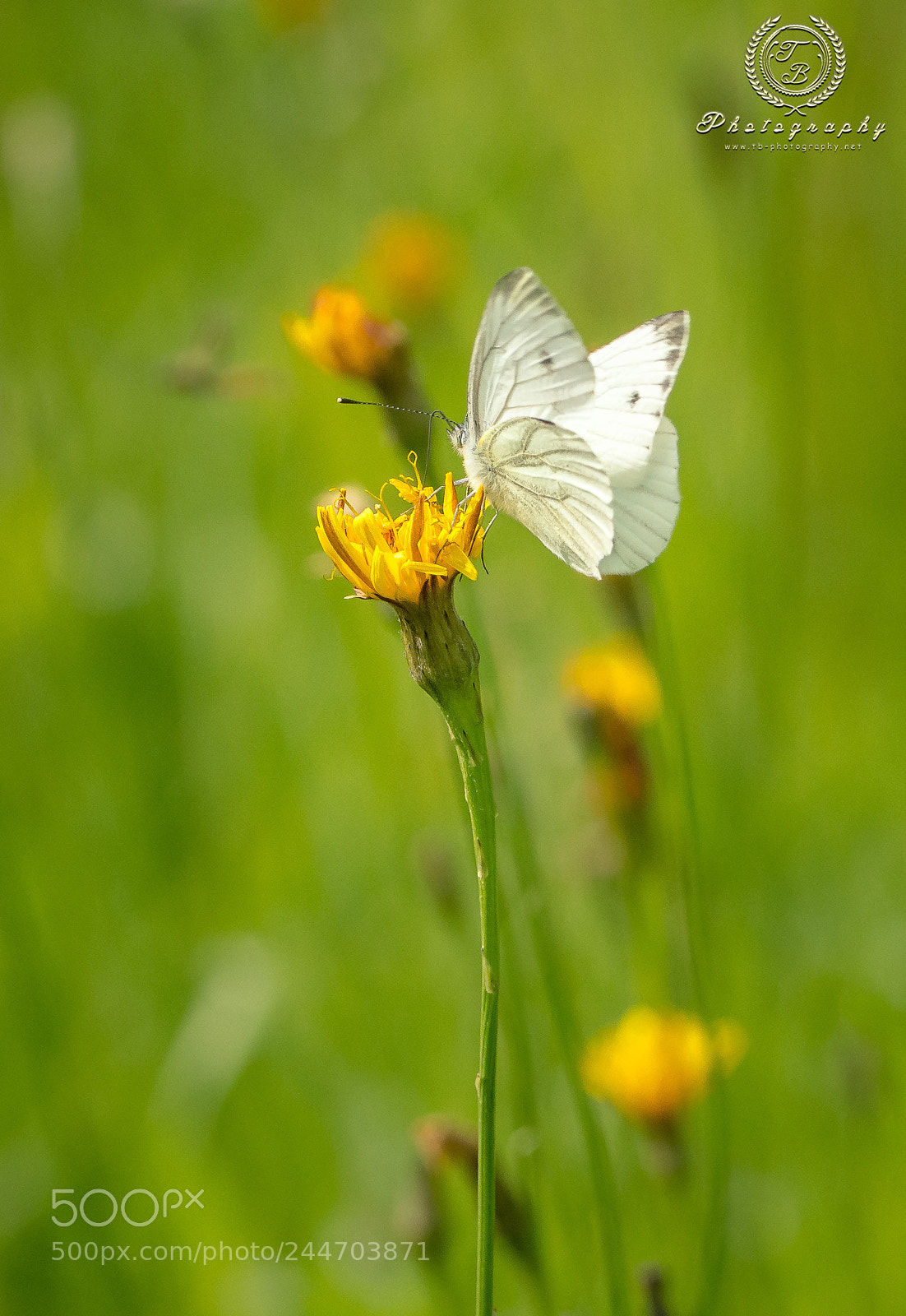 Nikon D7200 sample photo. Kohlweißling photography